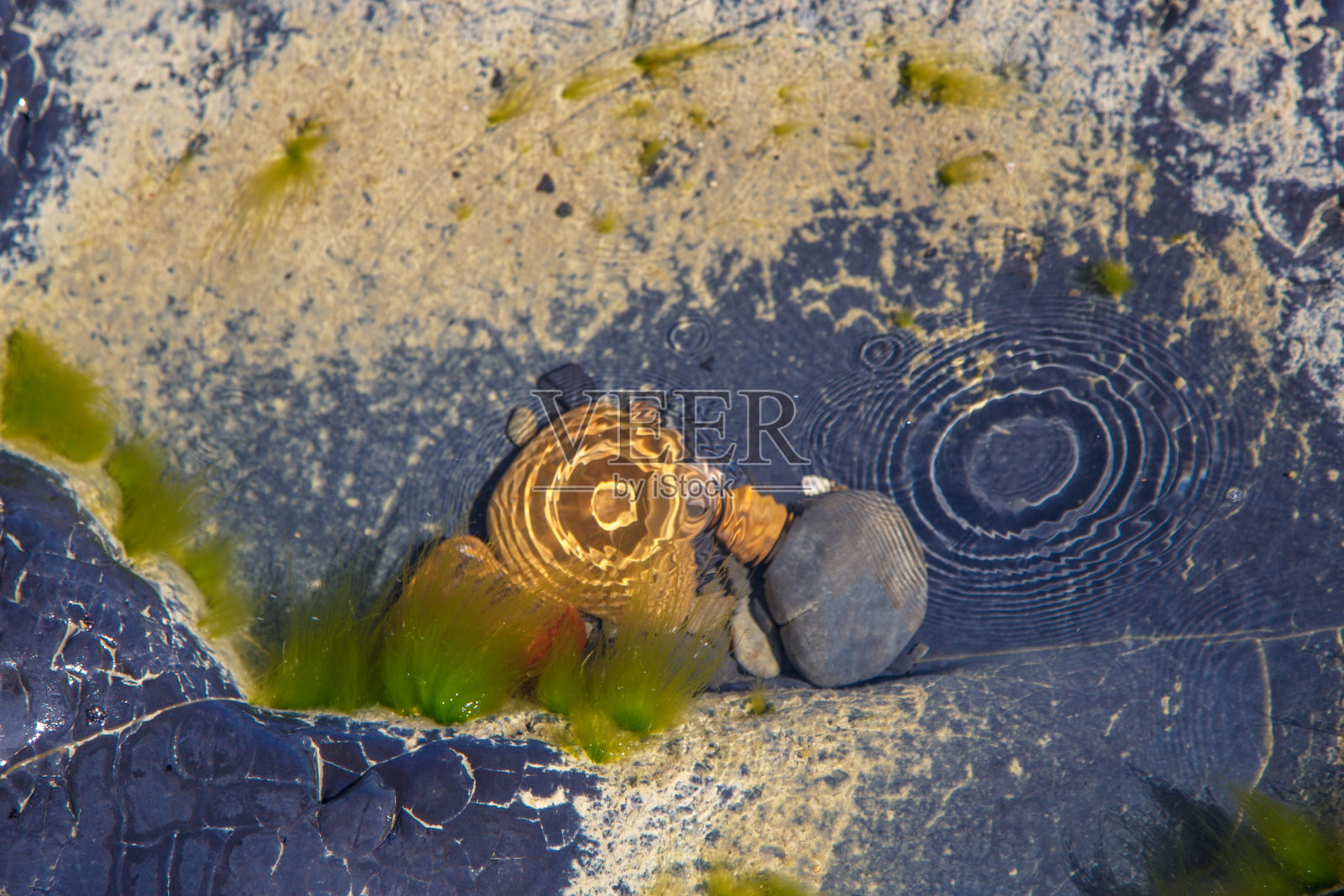 光滑的黑色石头下面有一层海水。背景。岩石上有些海藻。水珠上的圆圈照片摄影图片