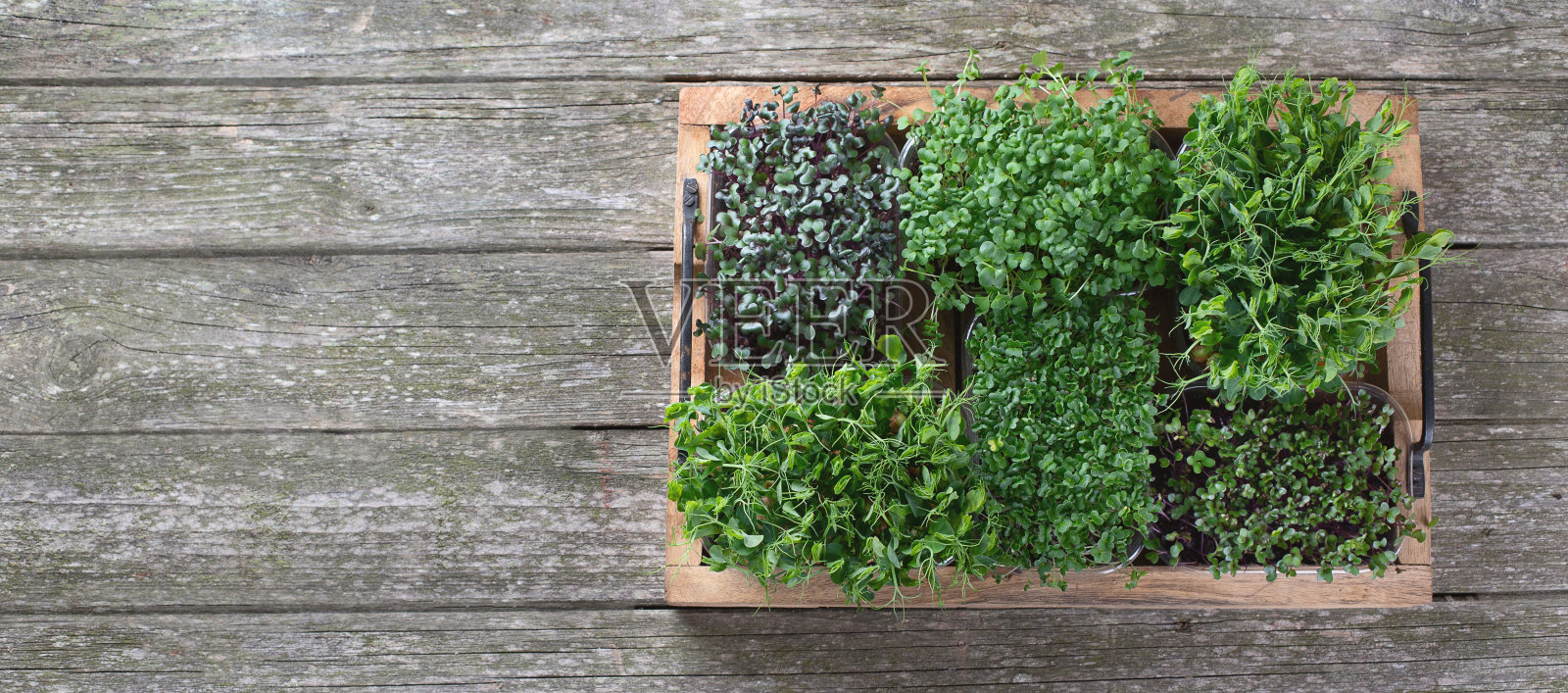 不同类型的混合微绿色植物照片摄影图片