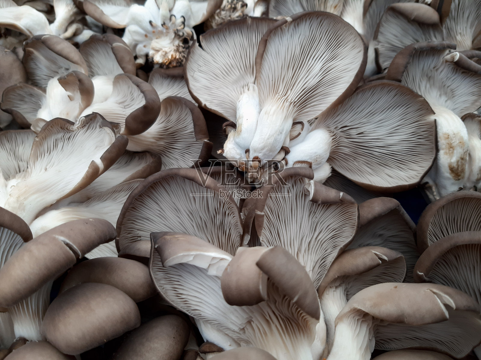 平菇，平菇，最常见的栽培菇类之一照片摄影图片