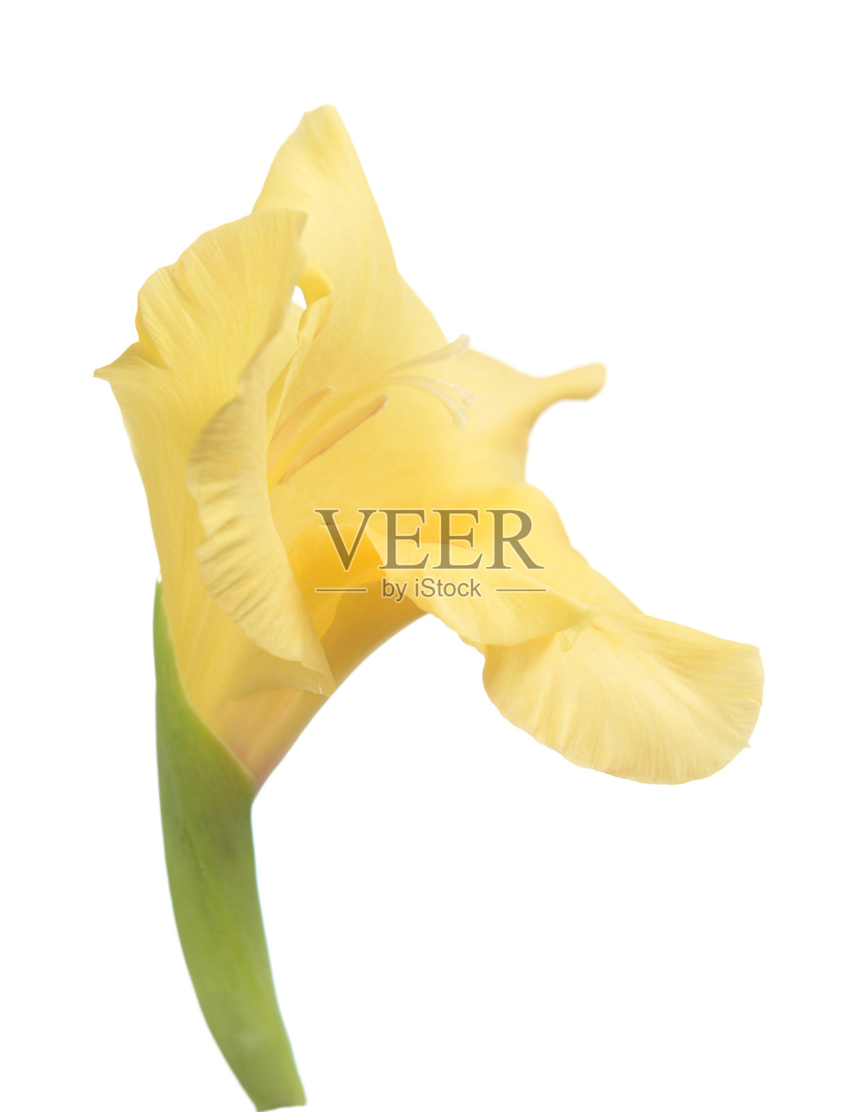 剑兰花照片摄影图片