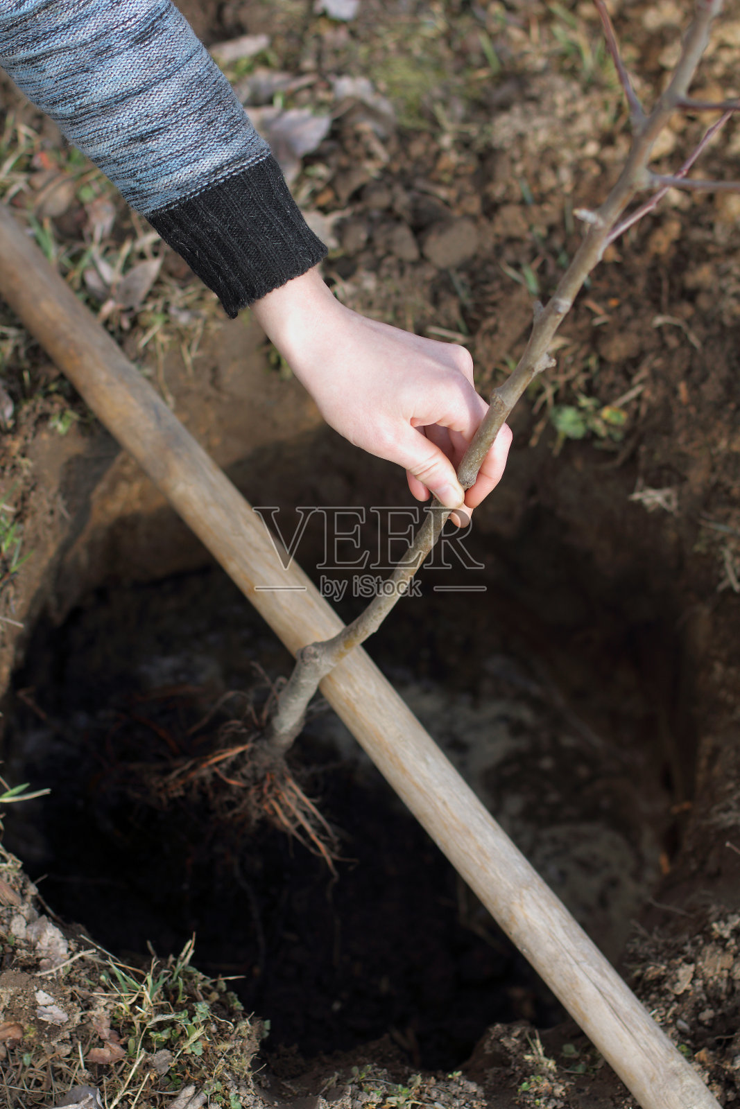 树根颈的加深照片摄影图片