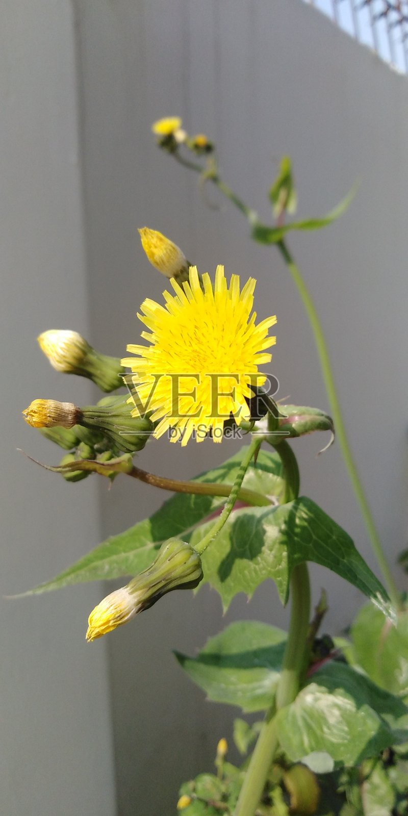 黄色的花照片摄影图片