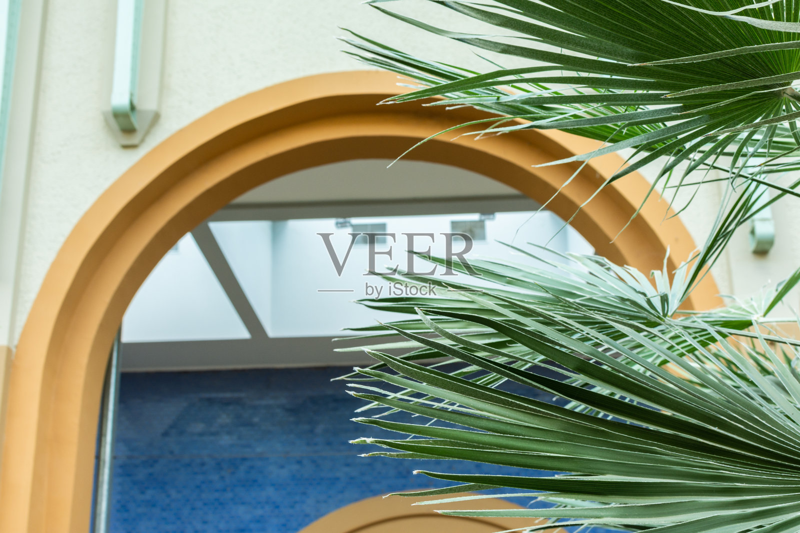 棕榈特拉奇卡普斯财富照片摄影图片