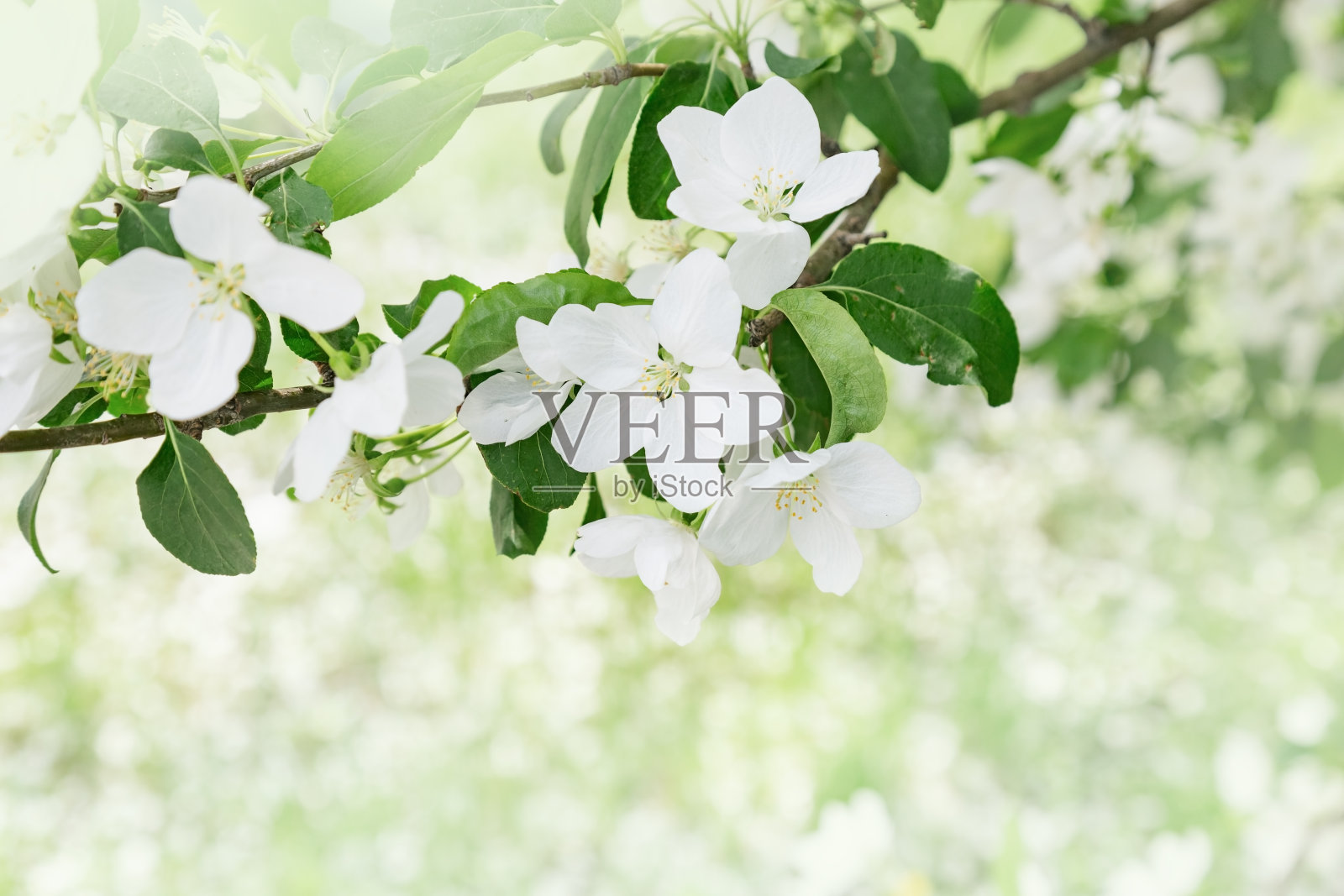 美丽的苹果花。春天在大自然的时光里，模糊了绚丽的背景与复制空间。开花的树。软的焦点。照片摄影图片