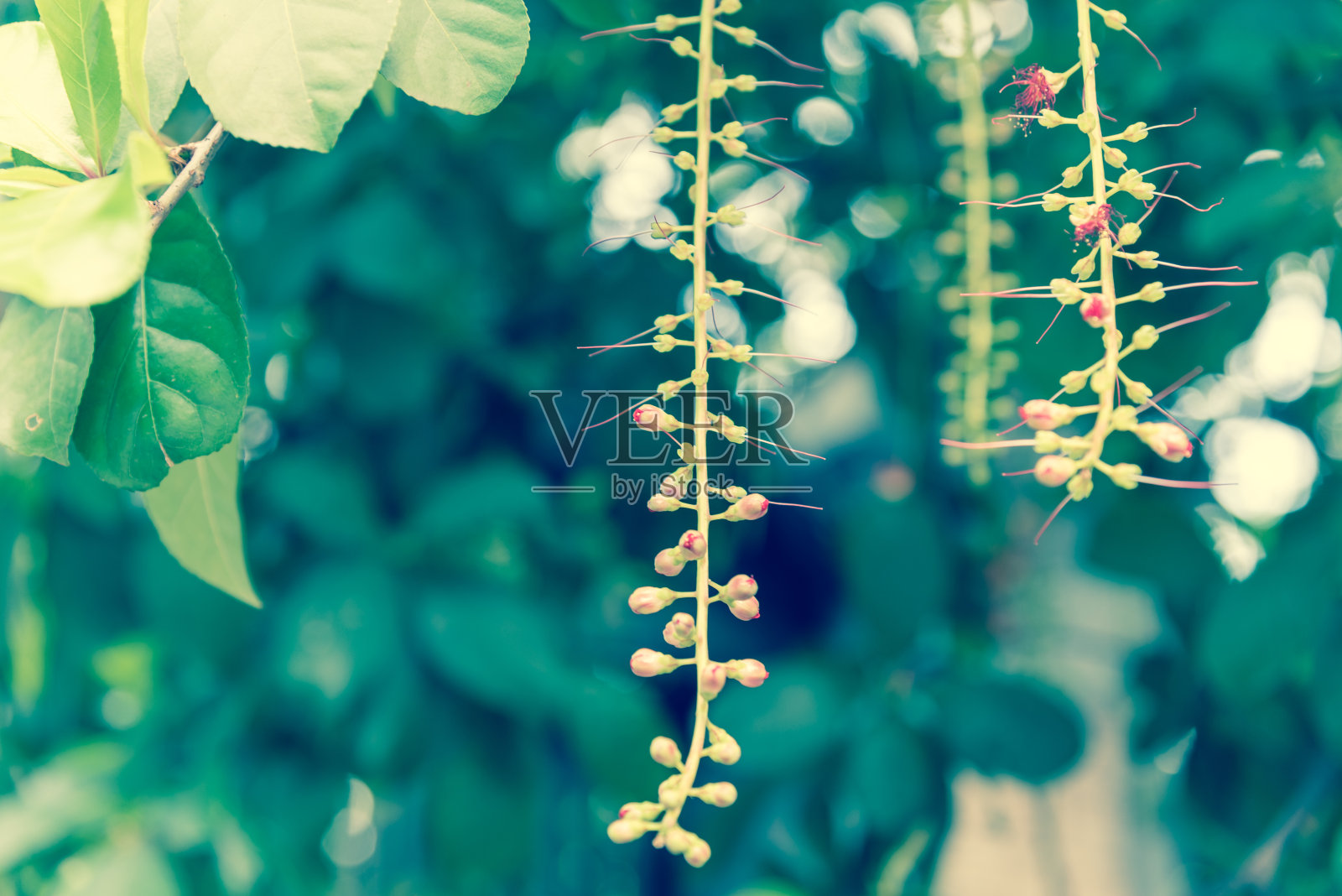 滤过的照片印度橡树长下垂的总状花序的芽与鲜红的雄蕊盛开在树枝上照片摄影图片