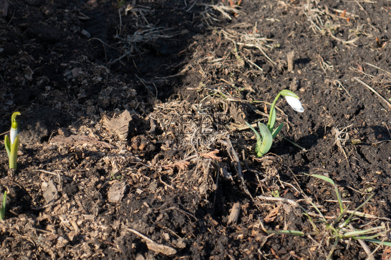 2月中旬常见的雪花莲中很少有白色的花照片摄影图片