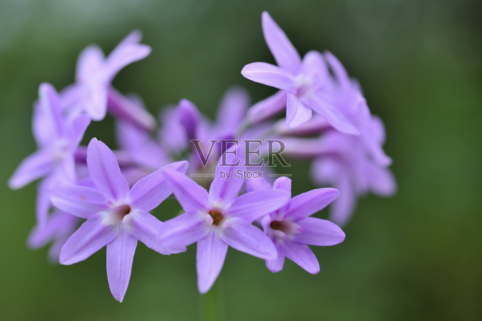 紫色的花照片摄影图片