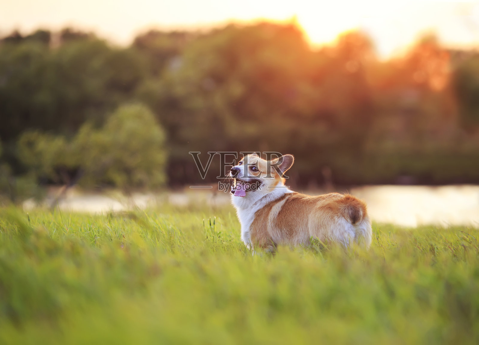 一个可爱的红色柯基狗狗的肖像在一个夏天的傍晚在一个明亮的日落穿过一个绿色的草地照片摄影图片