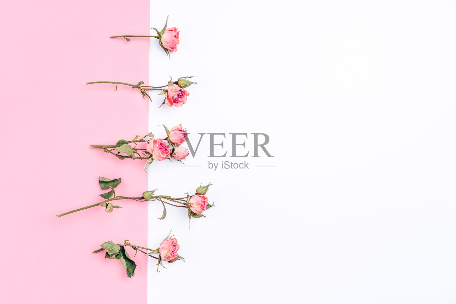 白色和粉红色背景上的干玫瑰花框架。照片摄影图片