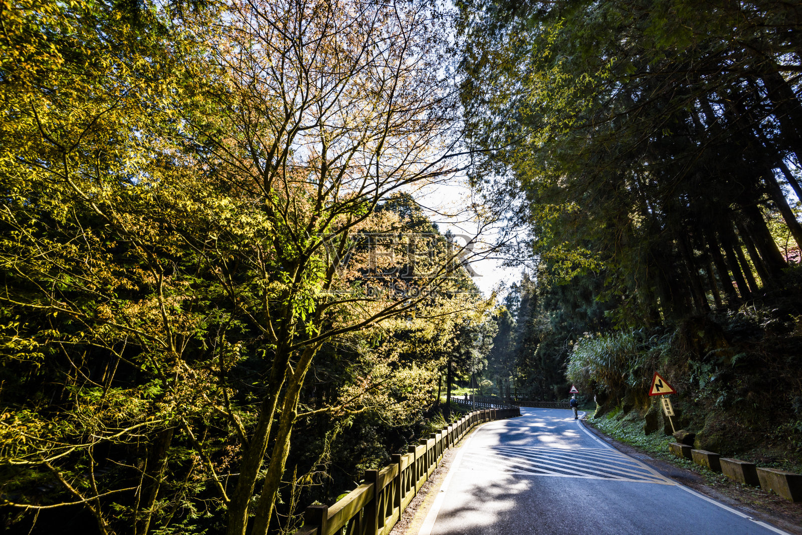 穿过台湾嘉义阿里山森林游憩区森林中的道路。照片摄影图片