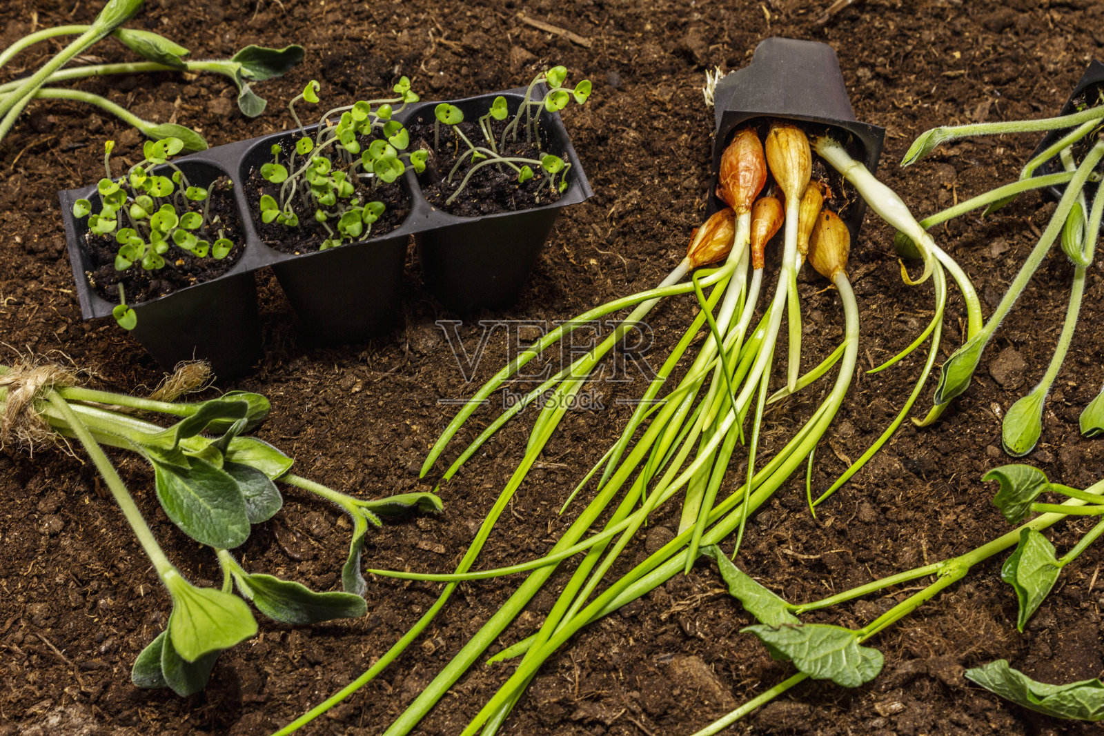 在土壤背景上种植绿苗和园艺工具。准备在露天种植。植物护理的概念照片摄影图片