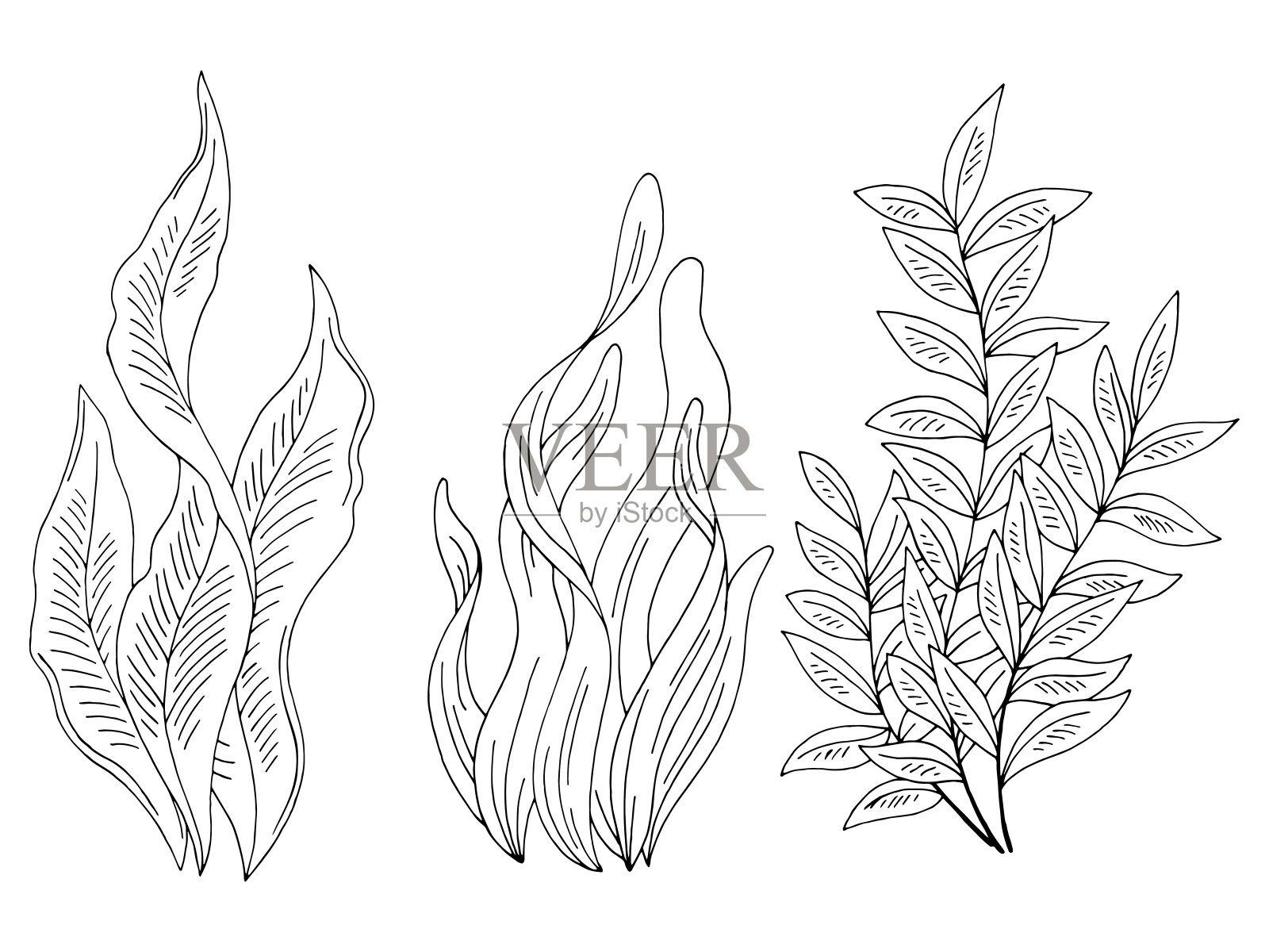 海藻集图形黑白孤立素描插图矢量插画图片素材