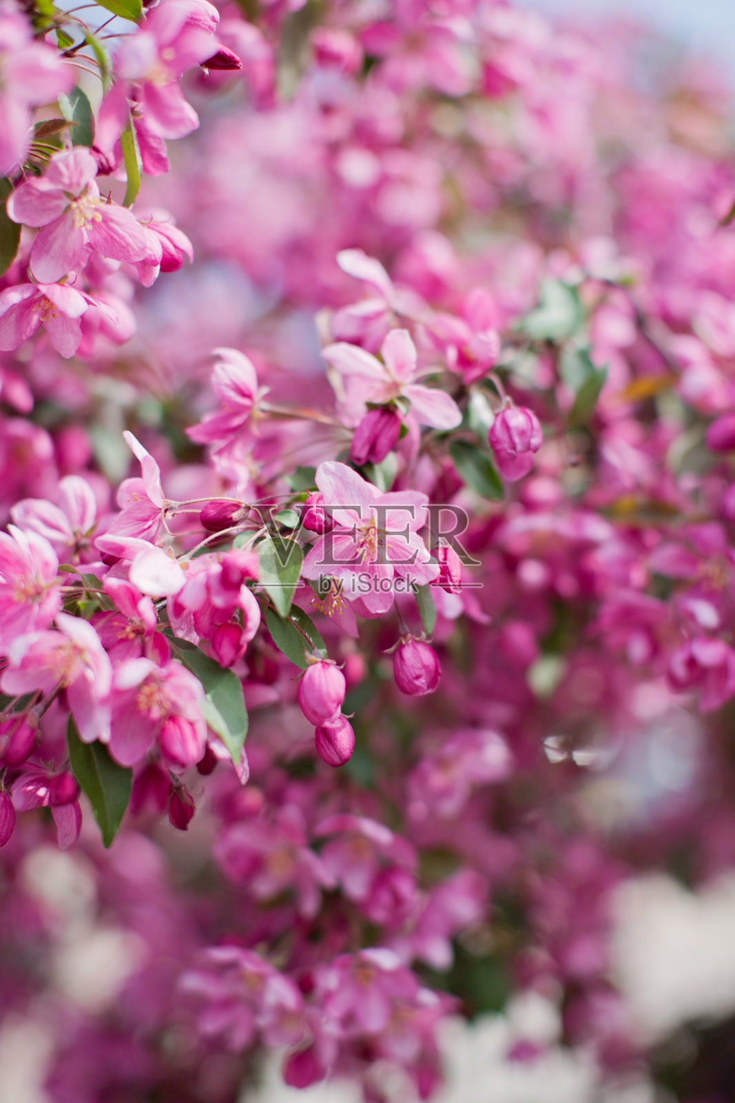 开着粉红色花的树。樱花开花的树。照片摄影图片