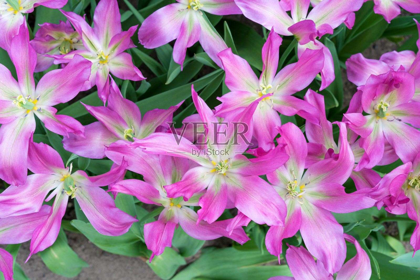 美丽的郁金香田在春天。粉色和紫色的郁金香花背景。俯视图的郁金香。一束粉红色中间有白色的郁金香。照片摄影图片