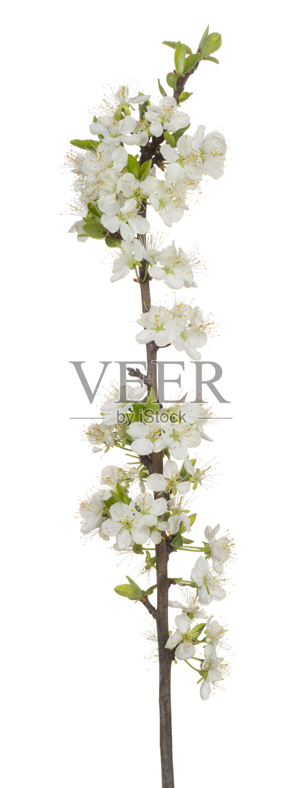 花孤立照片摄影图片