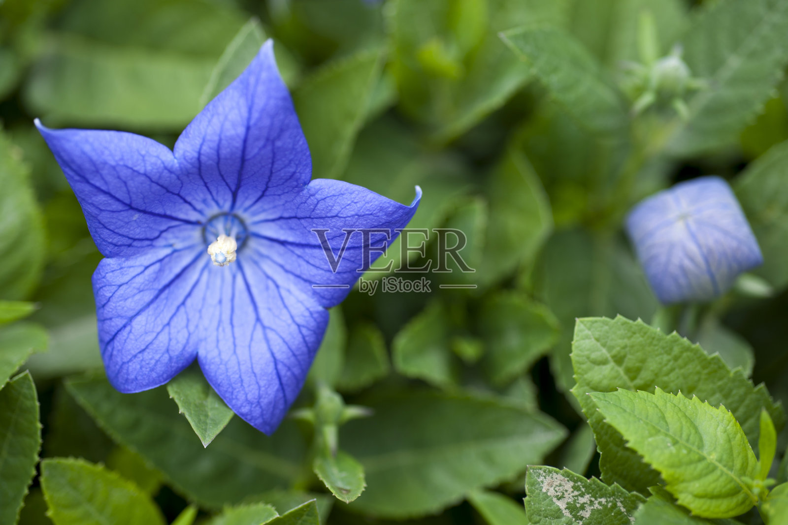 桔梗照片摄影图片