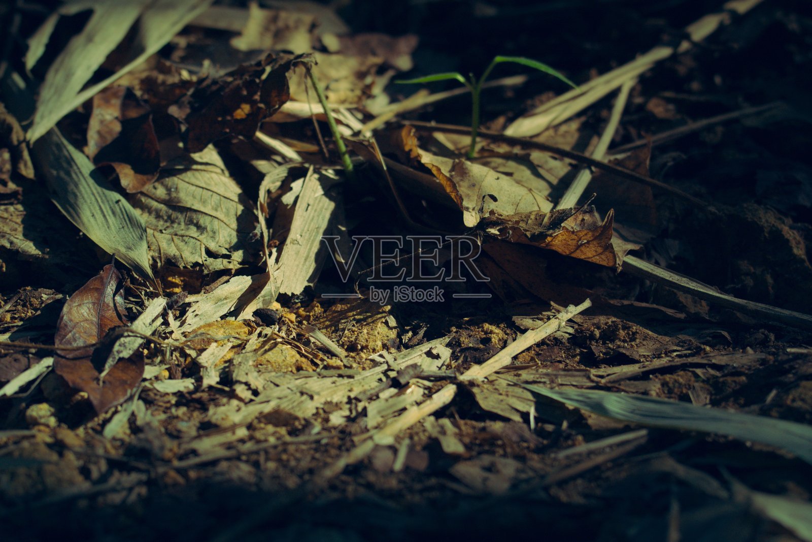 森林的地面和枯叶已经落在了地面上照片摄影图片