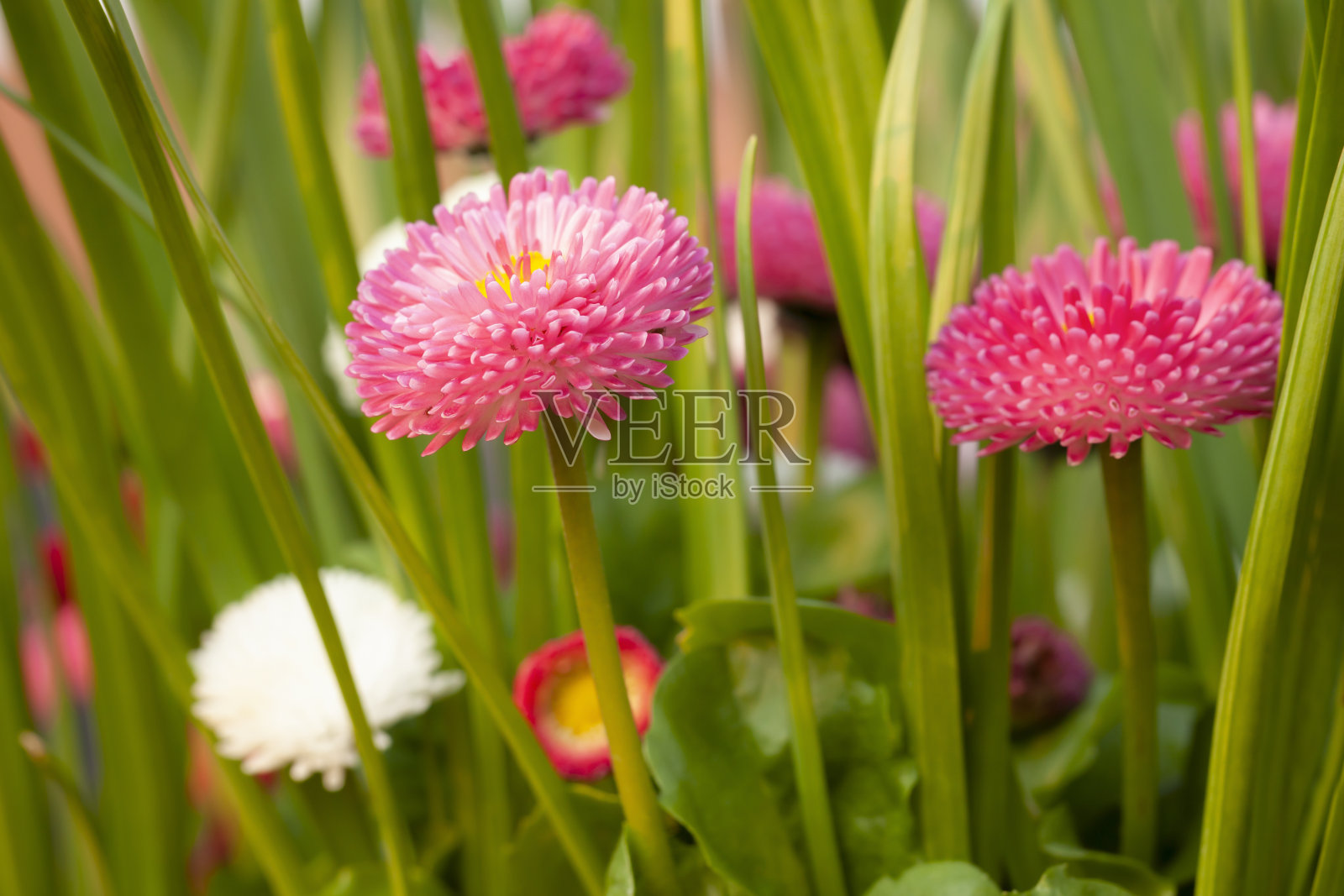 百合花在春天的雏菊特写照片摄影图片