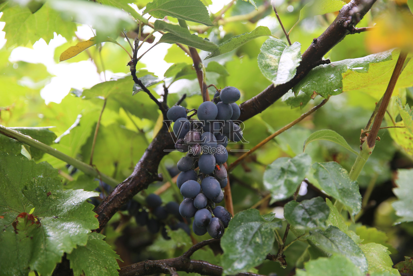 新鲜收获的黑葡萄。黑色的葡萄-丰满和深蓝色的准备收获。大串成熟的黑葡萄映衬着绿色的背景，特写，宏观。照片摄影图片