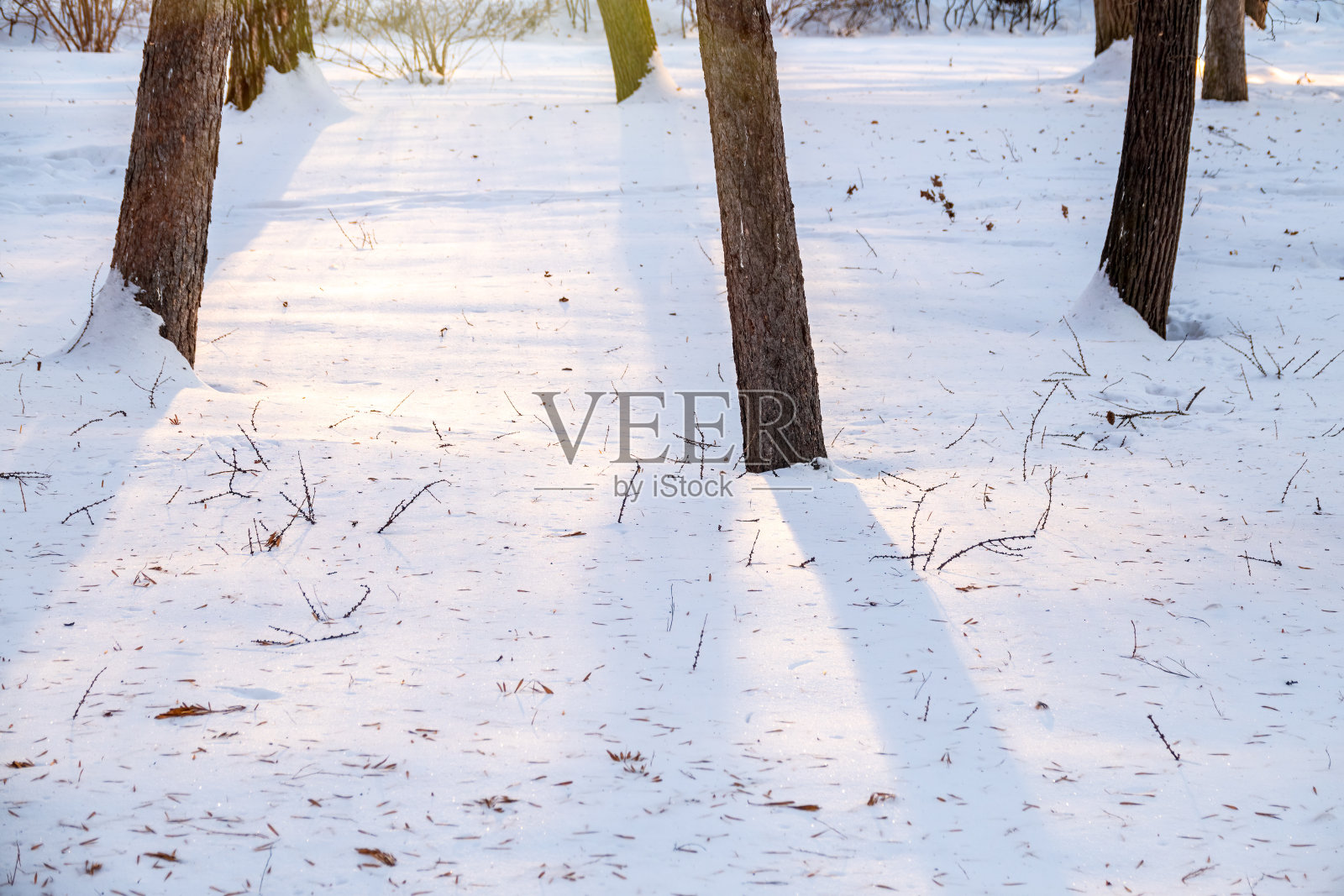 在冬天的公园里，日落时，雪地里树干的影子。照片摄影图片