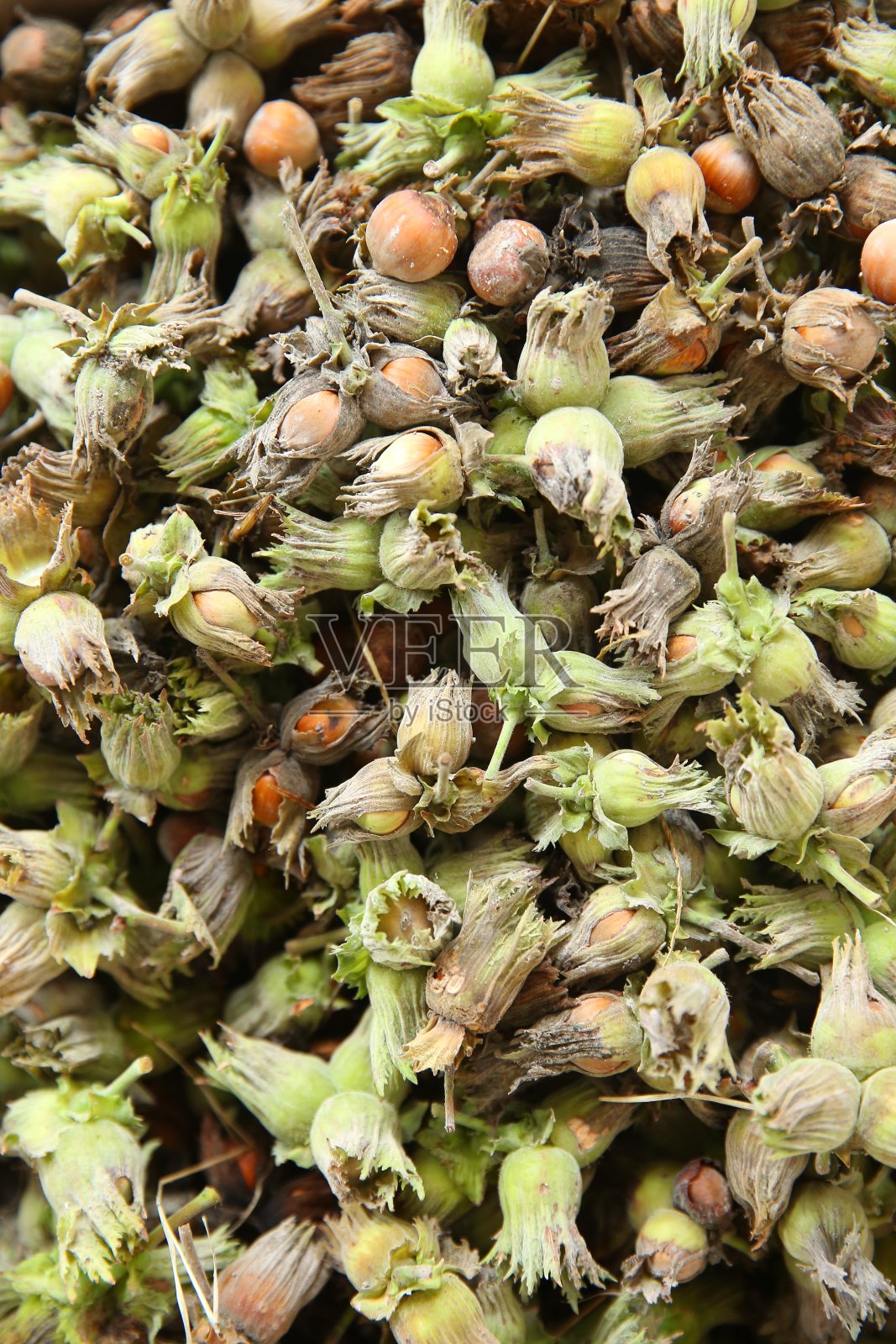 未成熟的绿色榛子。绿色野生榛果。有机和新鲜的榛子背景。照片摄影图片