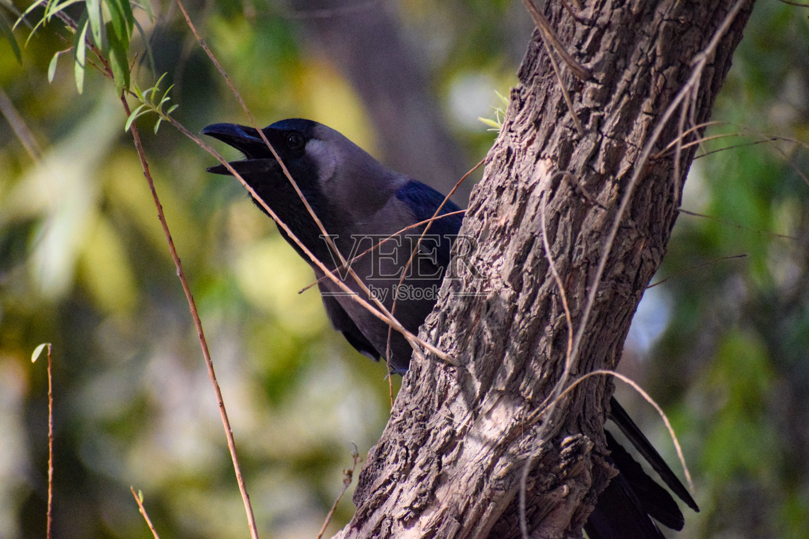 黑乌鸦坐在树枝上，黑乌鸦在寻找食物照片摄影图片