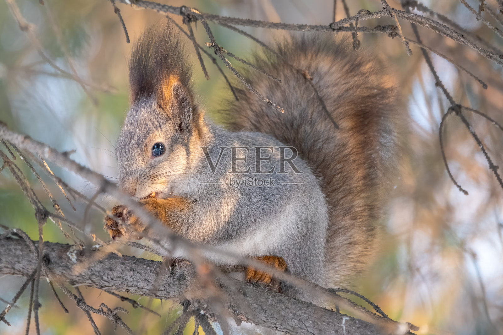 冬天或秋天松鼠会坐在树枝上照片摄影图片