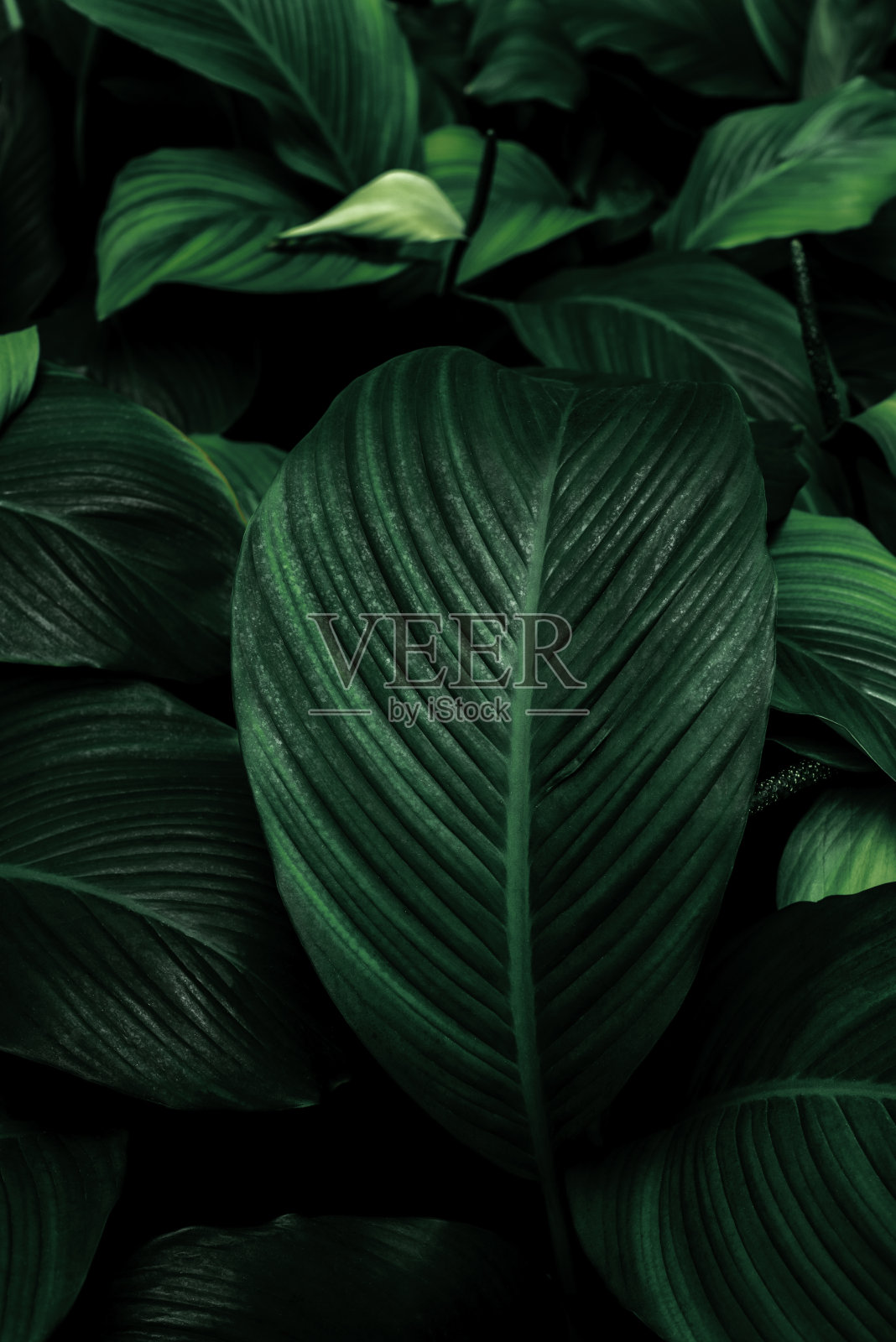 近看，剑叶，抽象的绿色纹理，自然背景，热带叶照片摄影图片