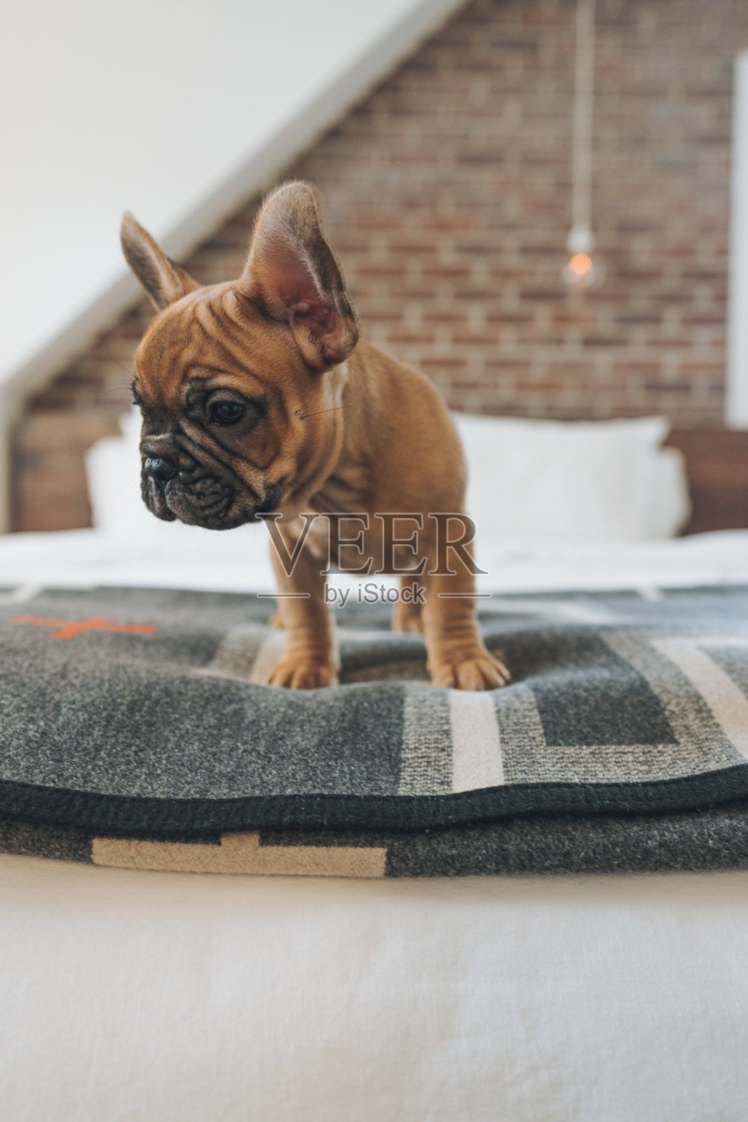 法国斗牛犬小狗照片摄影图片