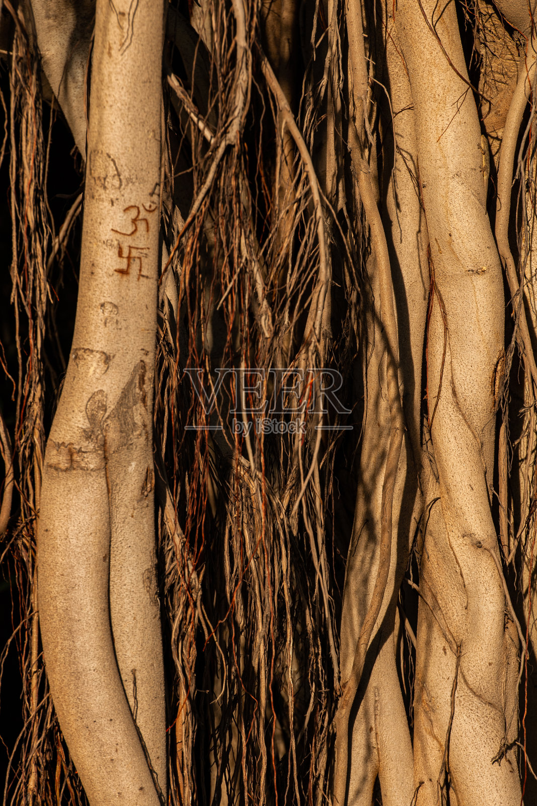 巨大的榕树树干，多根从顶部垂到底部照片摄影图片