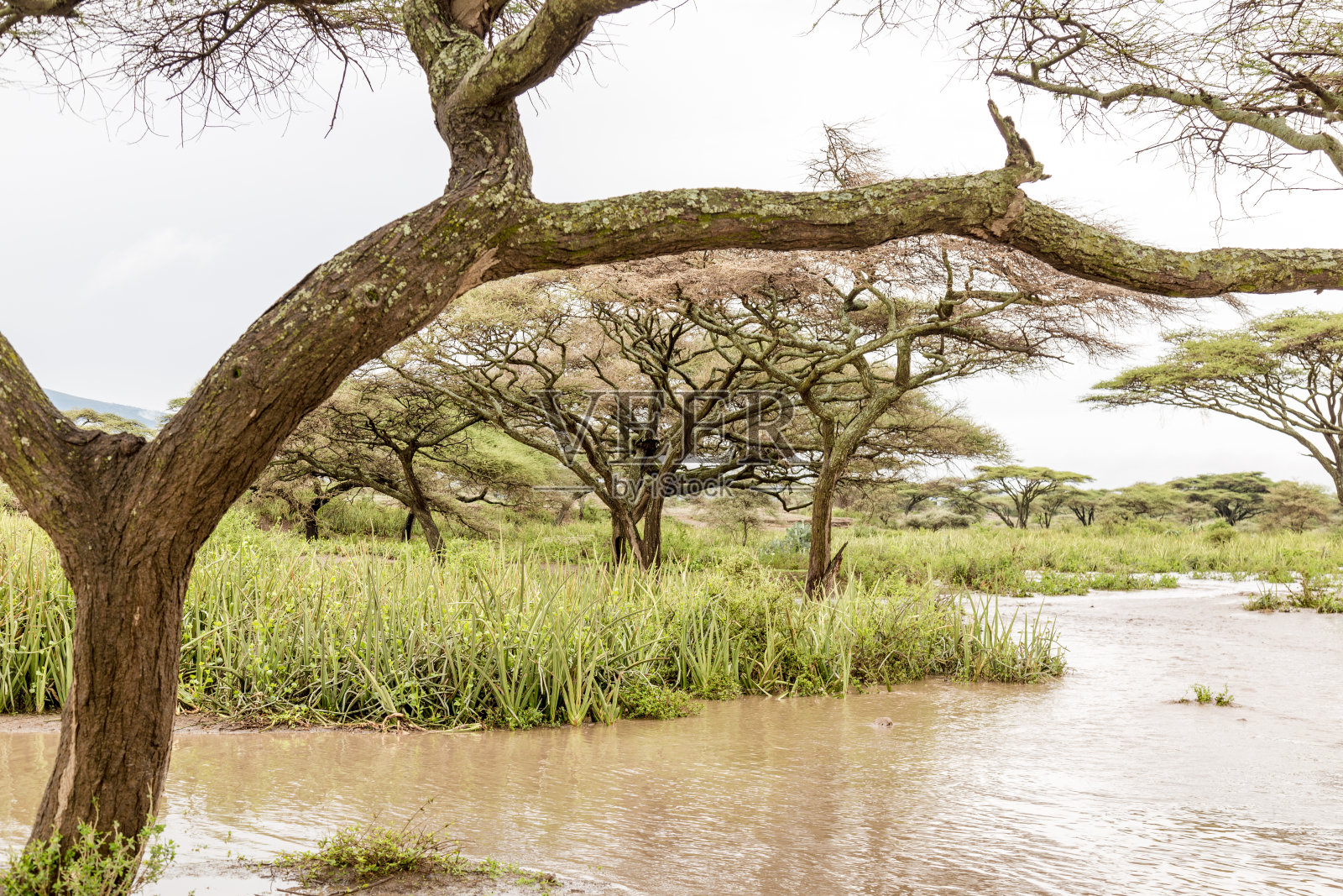 塞伦盖蒂照片摄影图片