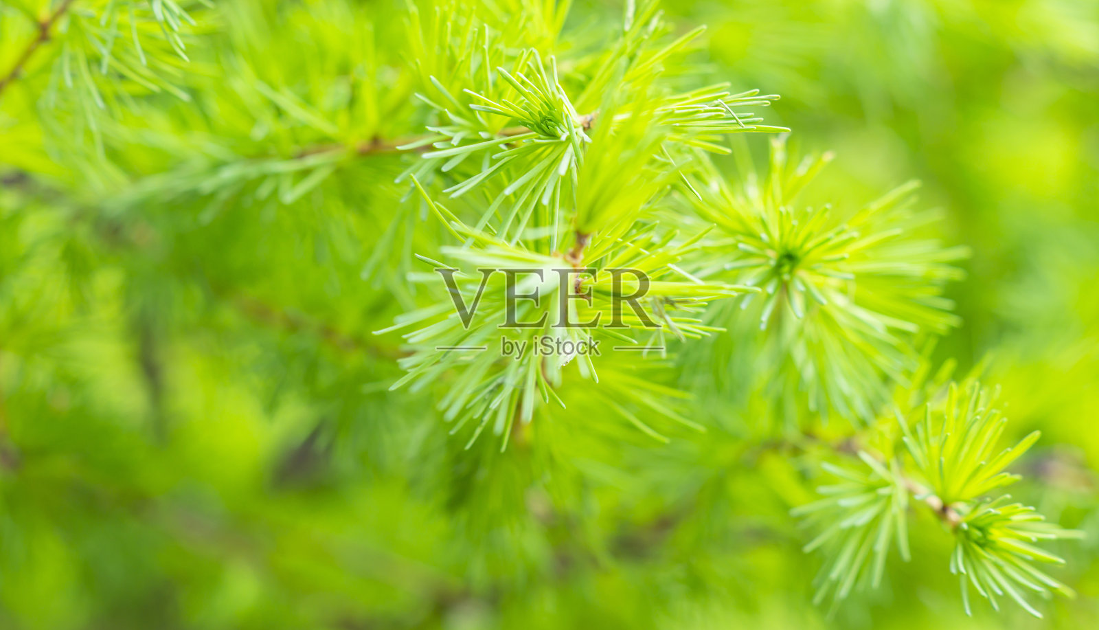 花园中柔软的绿色云杉枝照片摄影图片