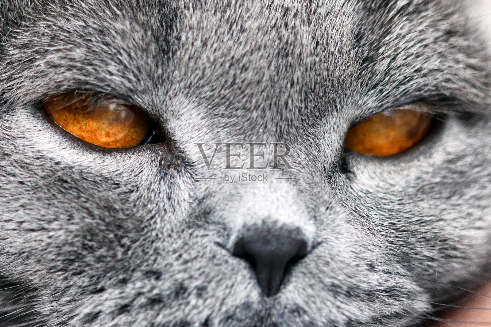 淡紫色的成年苏格兰折叠橙色眼睛和向前折叠的耳朵照片摄影图片