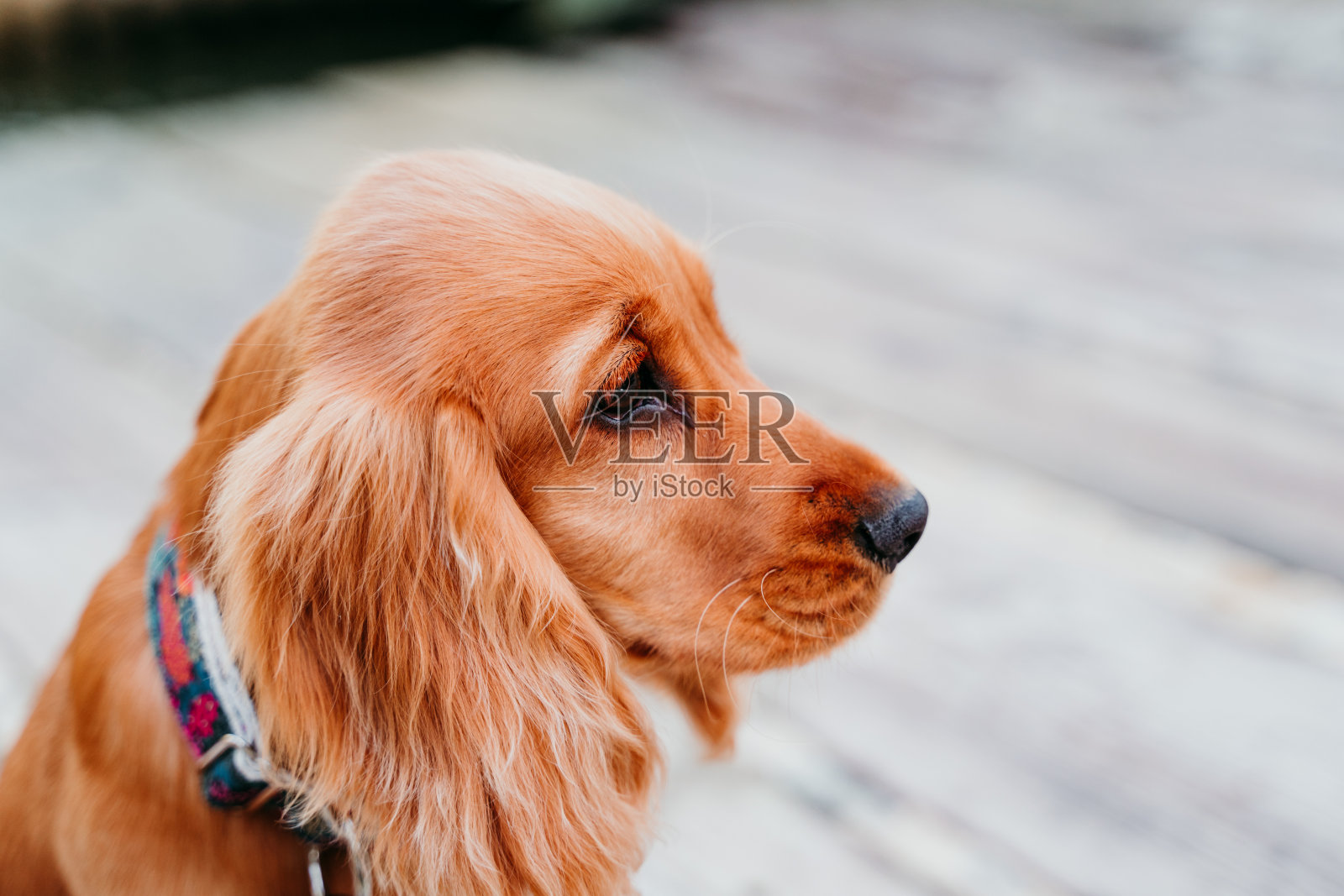 户外可爱的小狗可卡犬的肖像照片摄影图片