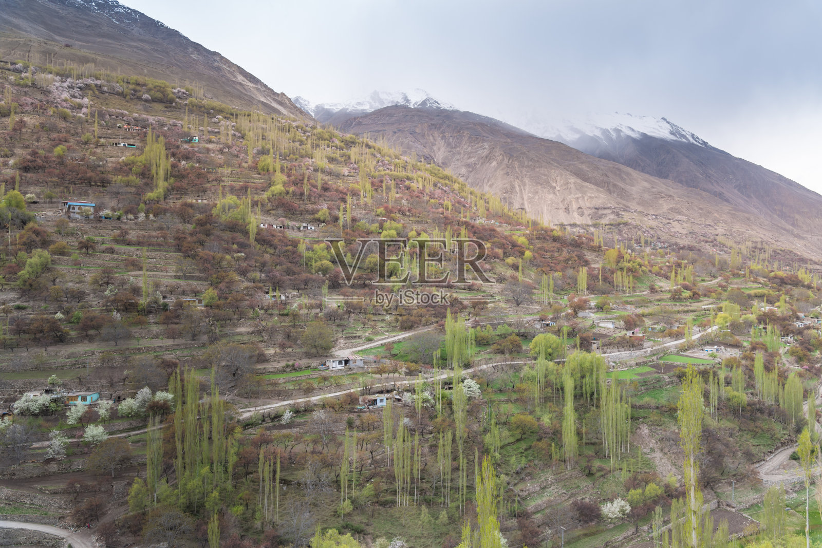 巴基斯坦罕萨山谷的喀喇昆仑山脉与樱花照片摄影图片