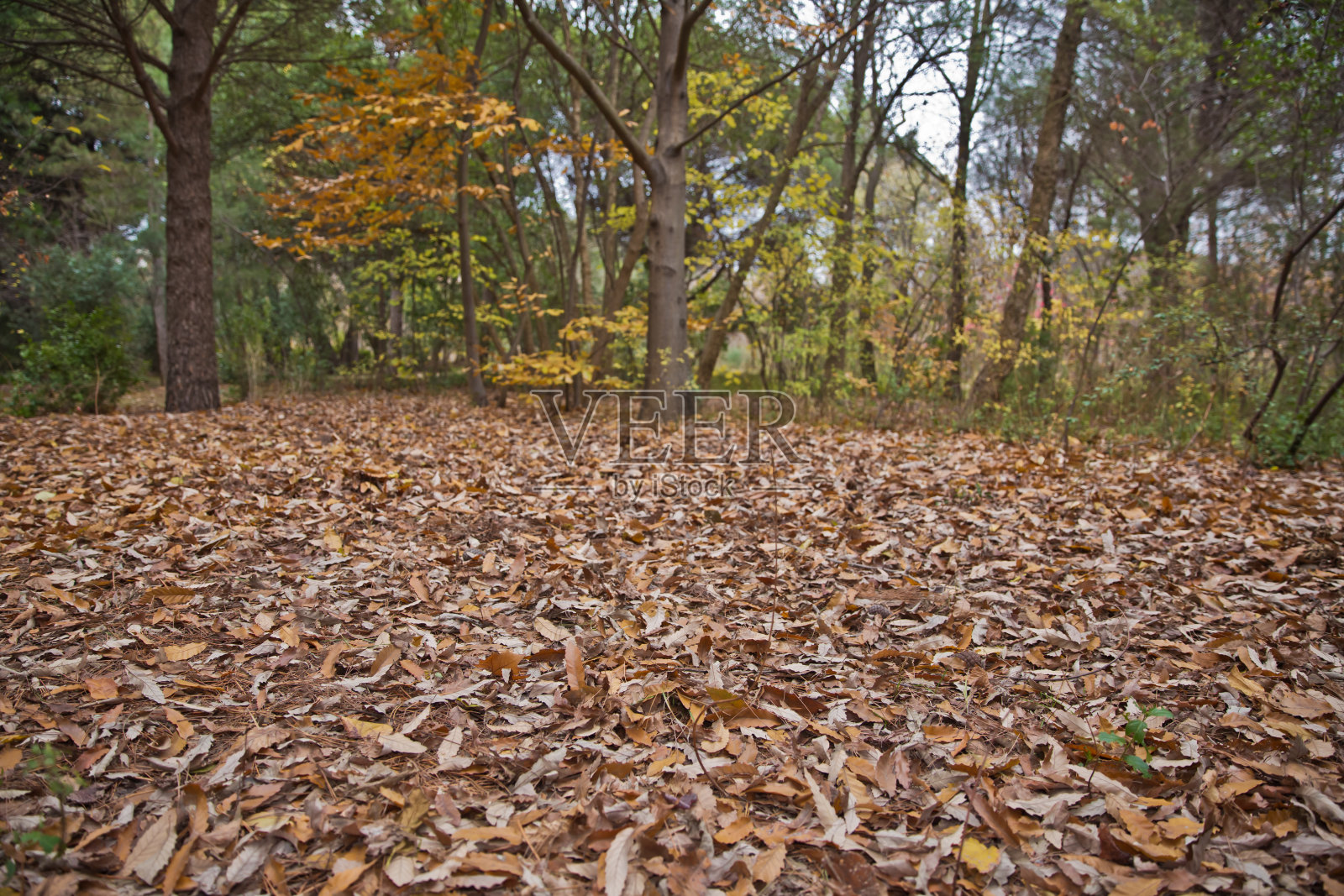 森林地面上五颜六色的秋叶背景。摘要秋叶适宜作为秋季的背景。秋叶落在草地上。黄色的叶子在地板上。照片摄影图片