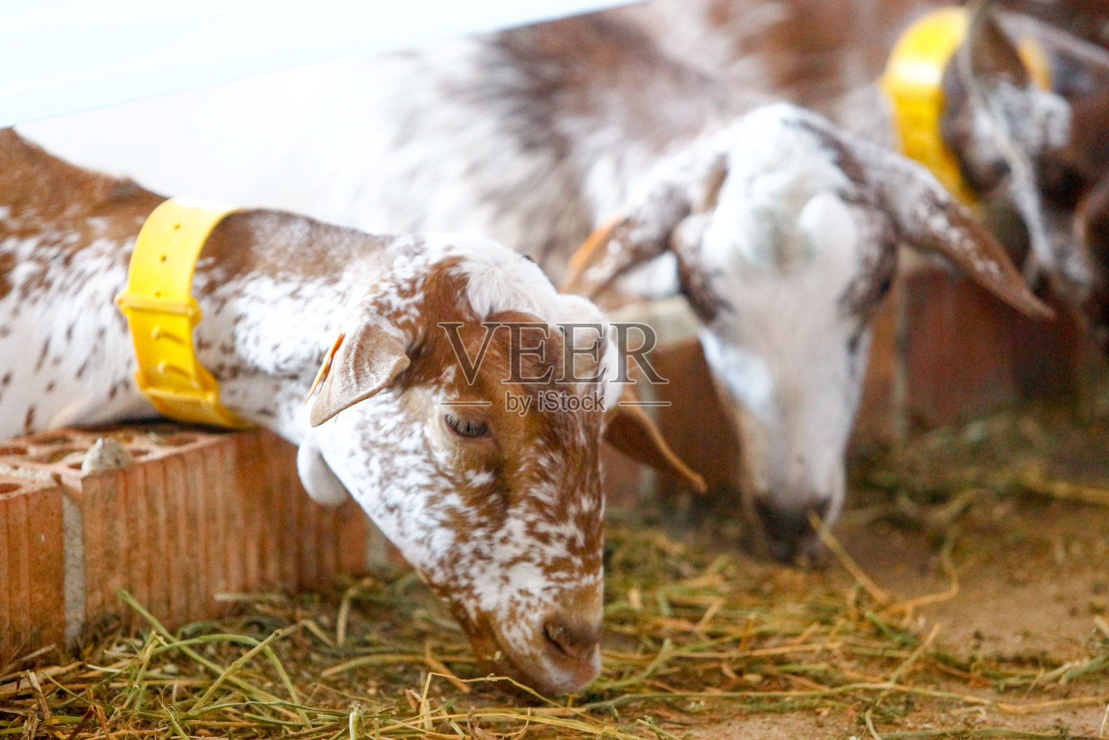 在农场饲养山羊照片摄影图片