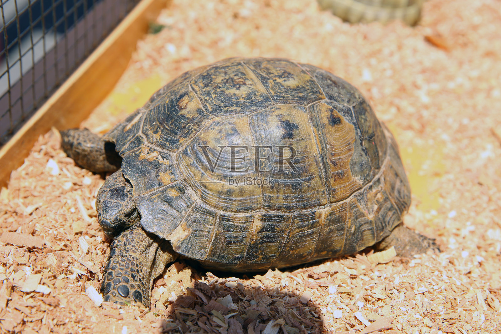 一只乌龟坐在游客中心外面肮脏的笼子里。两栖类动物。老乌龟在笼子里爬。照片摄影图片