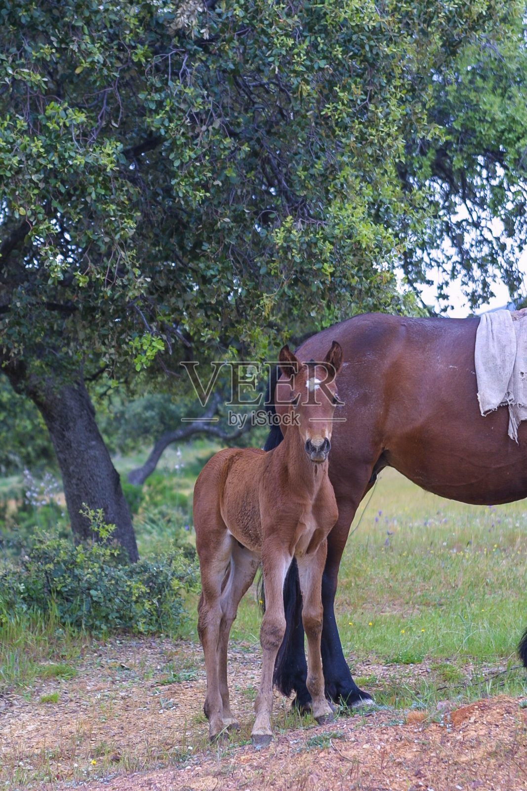 母马和她的小马驹安静地吃草照片摄影图片