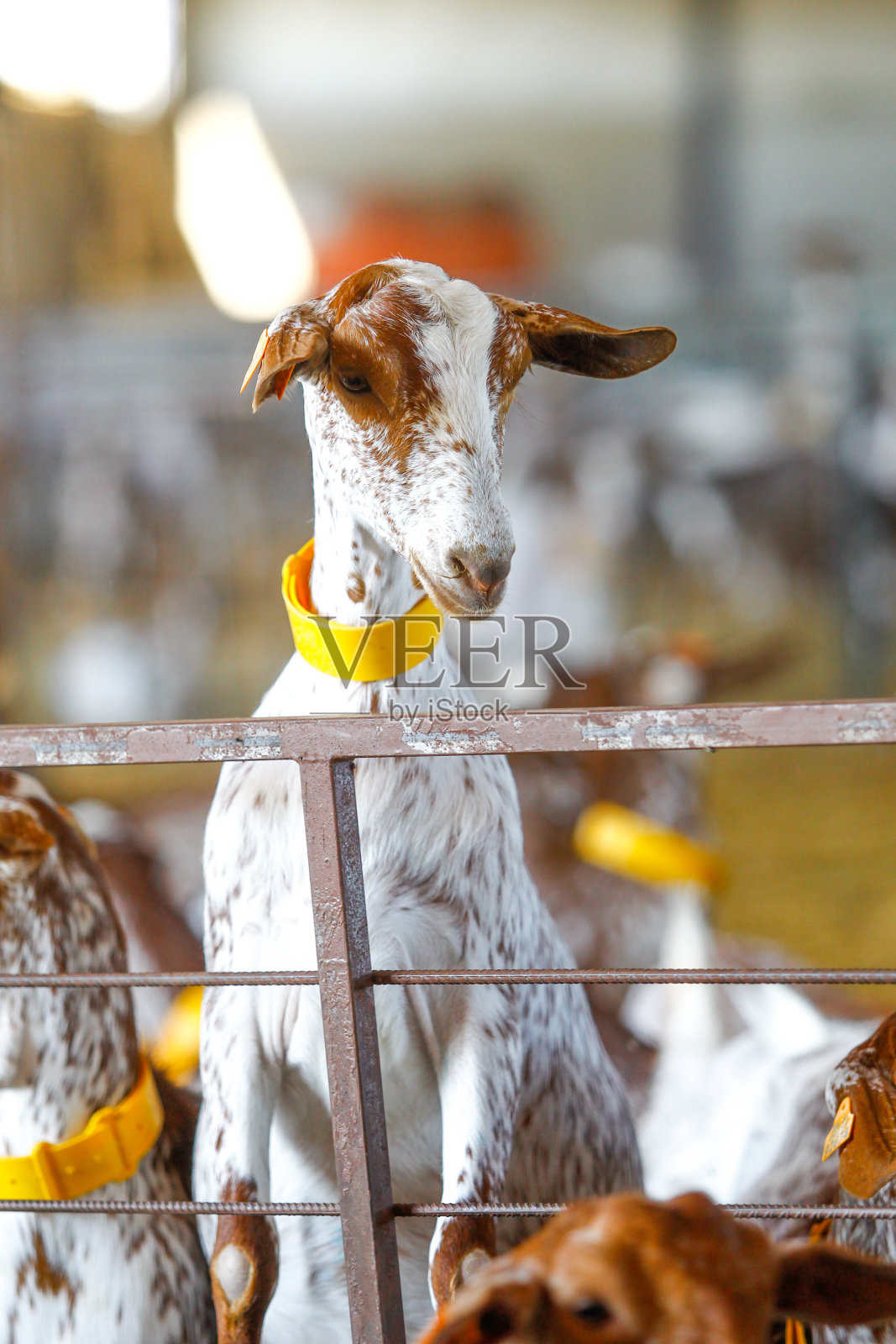 在农场饲养山羊照片摄影图片
