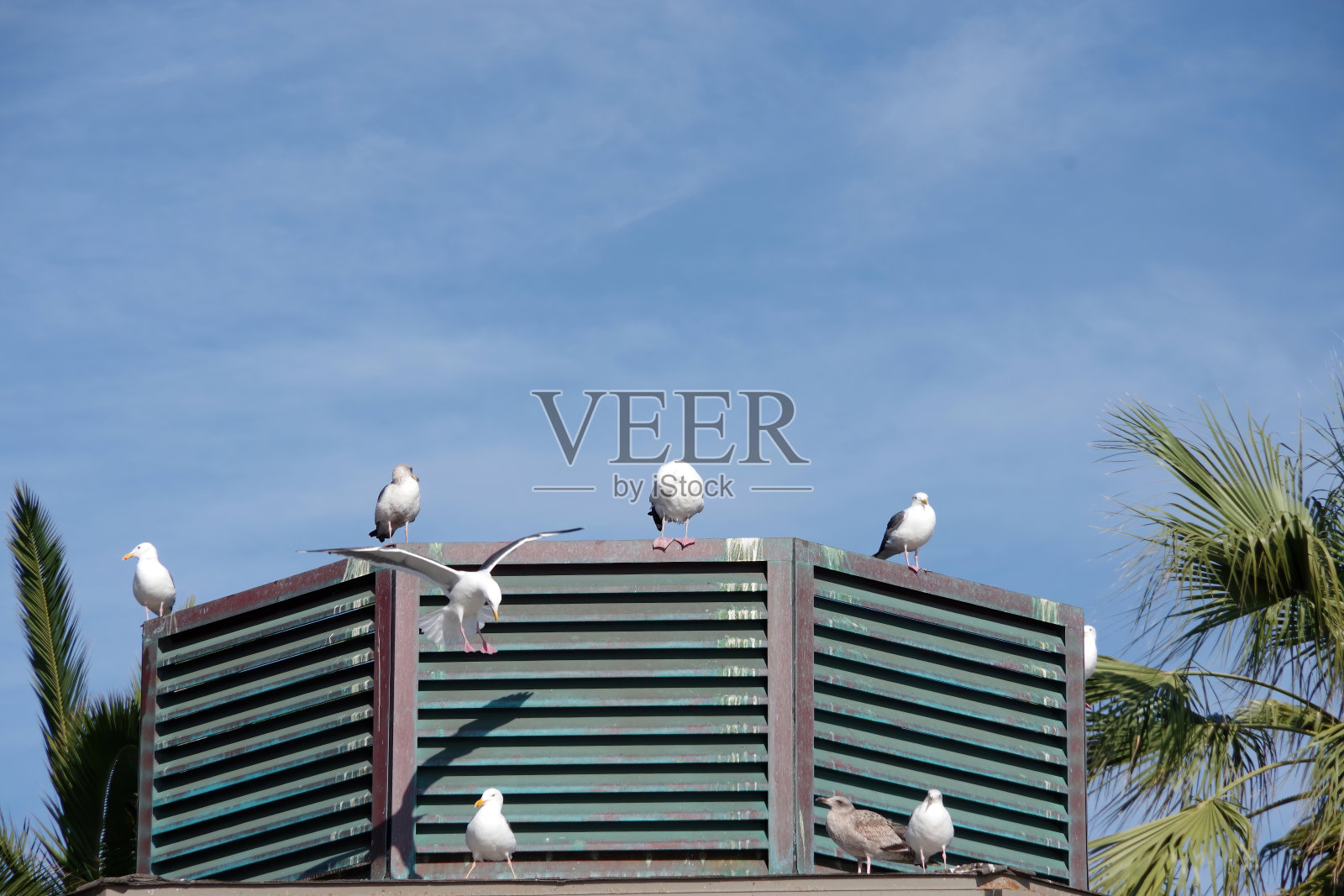 海鸥照片摄影图片