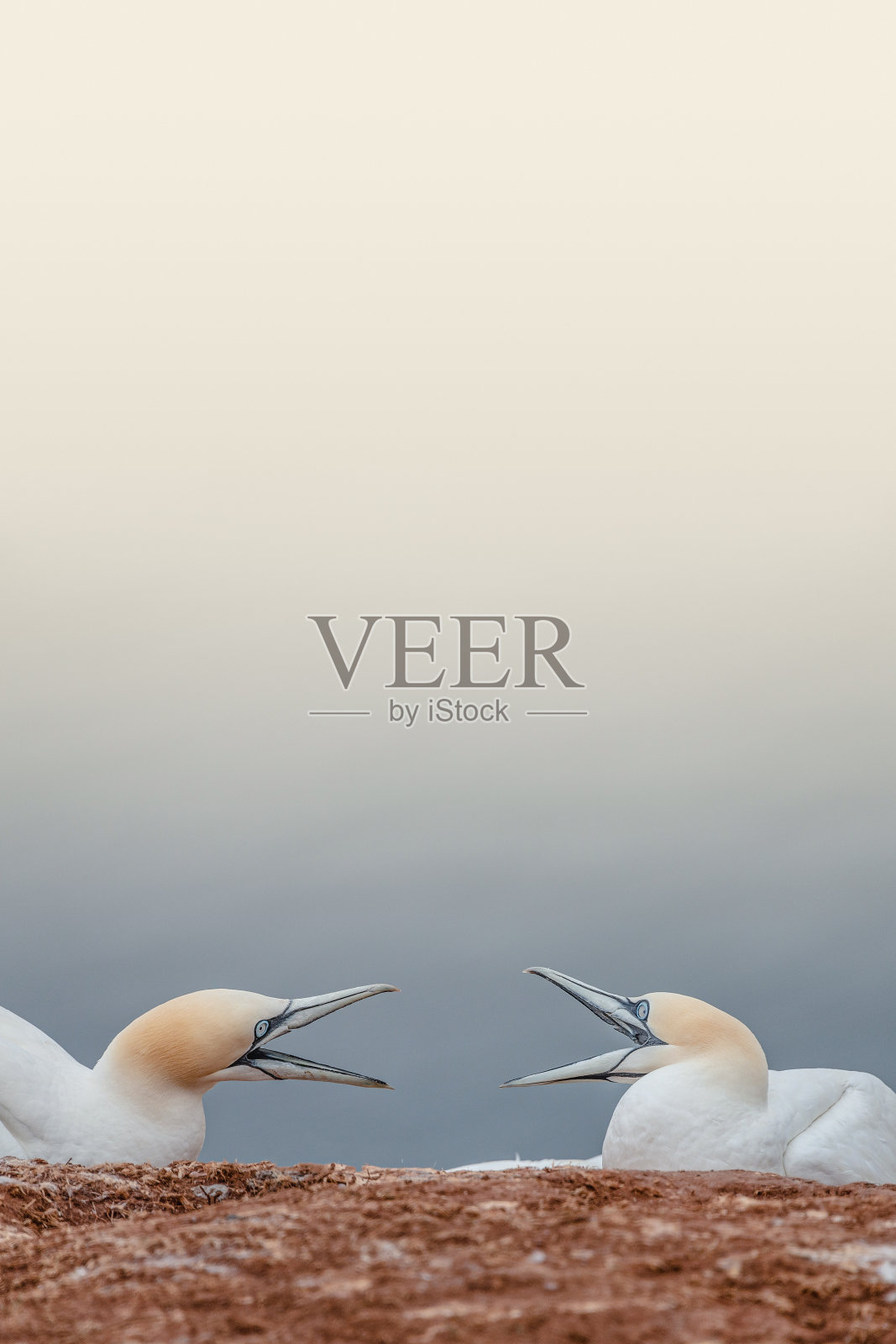 封面与两个争论野生北大西洋塘鹅在平滑的梯度背景和复制空间，细节照片摄影图片