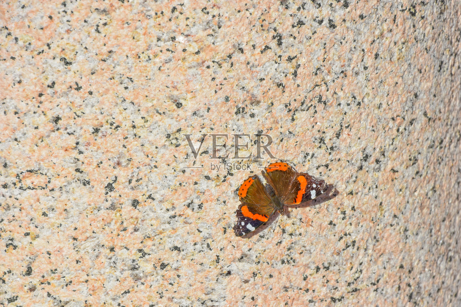 黄黑红相间的蝴蝶在大理石柱子上照片摄影图片