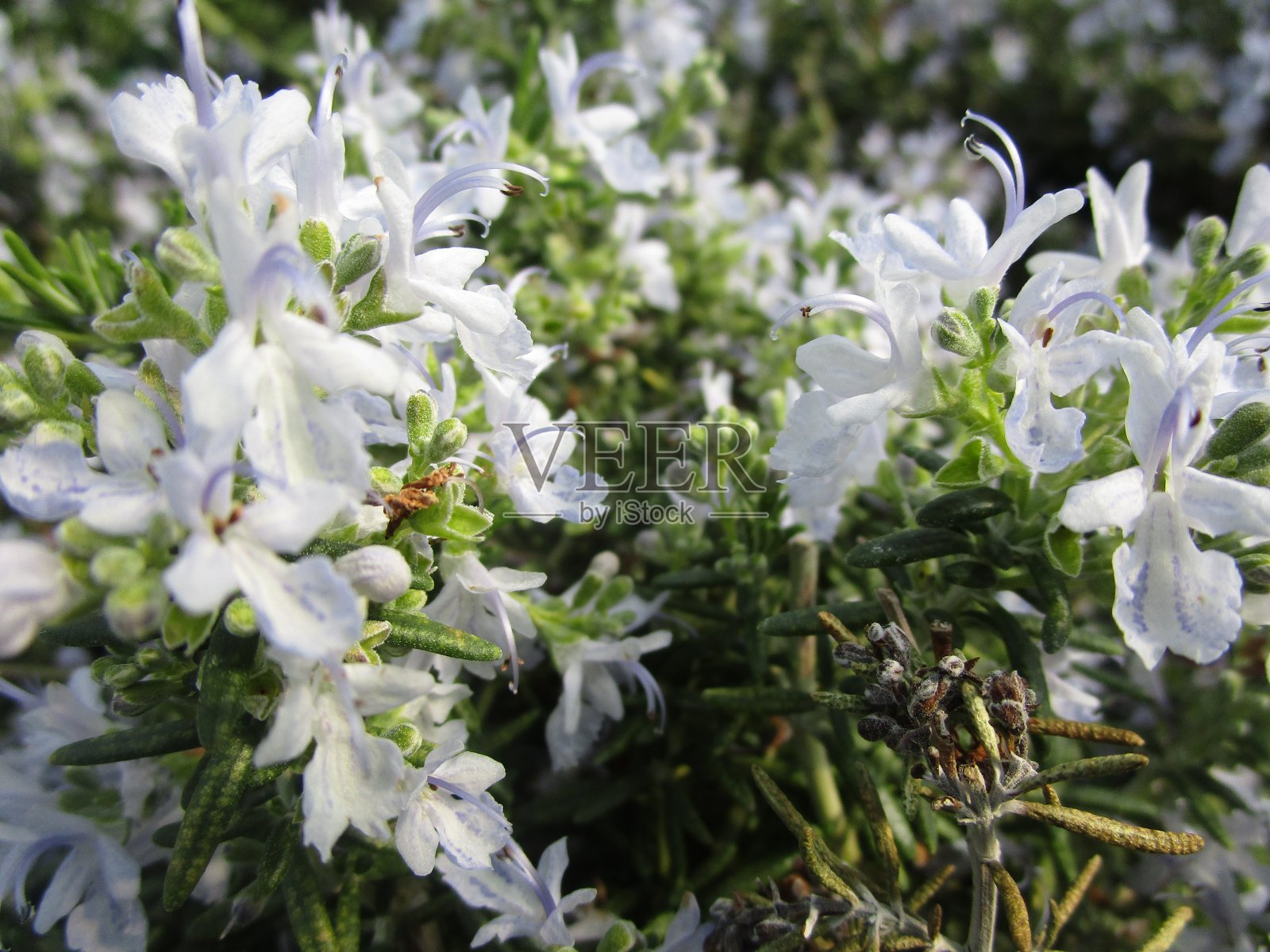 2019年亨廷顿地毯迷迭香浅蓝色花照片摄影图片