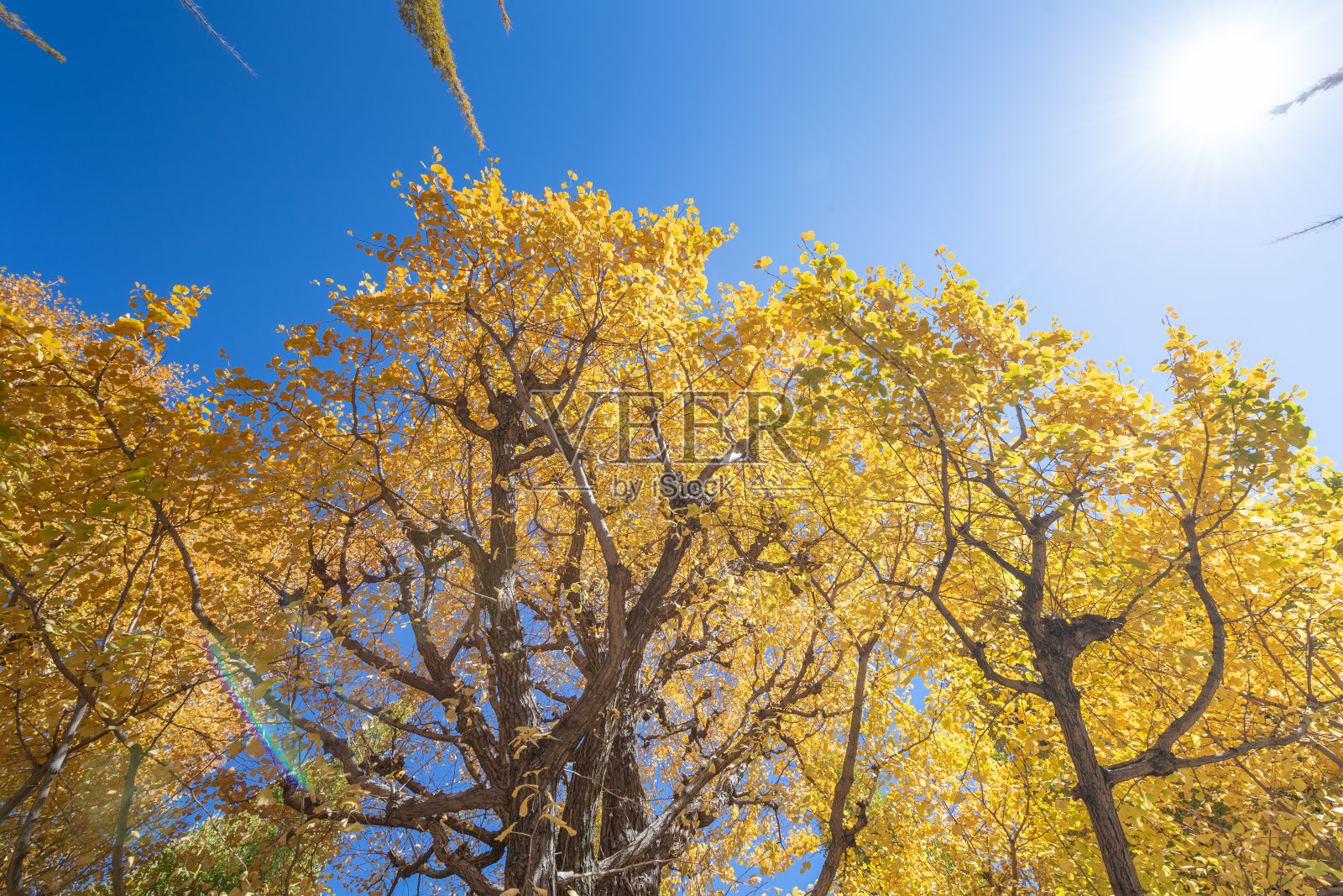 图案背景的绿色和红色的枫树在秋天的季节在日本京都照片摄影图片