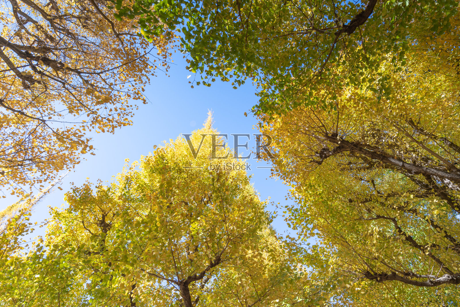 图案背景的绿色和红色的枫树在秋天的季节在日本京都照片摄影图片