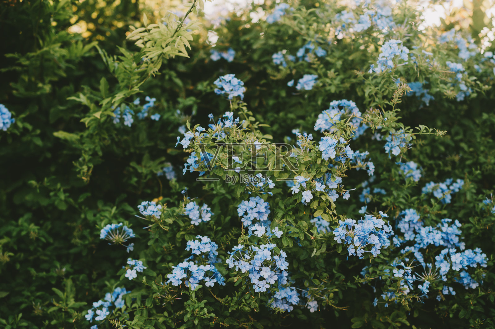 自然的背景与盛开的金玉蓝活植物照片摄影图片