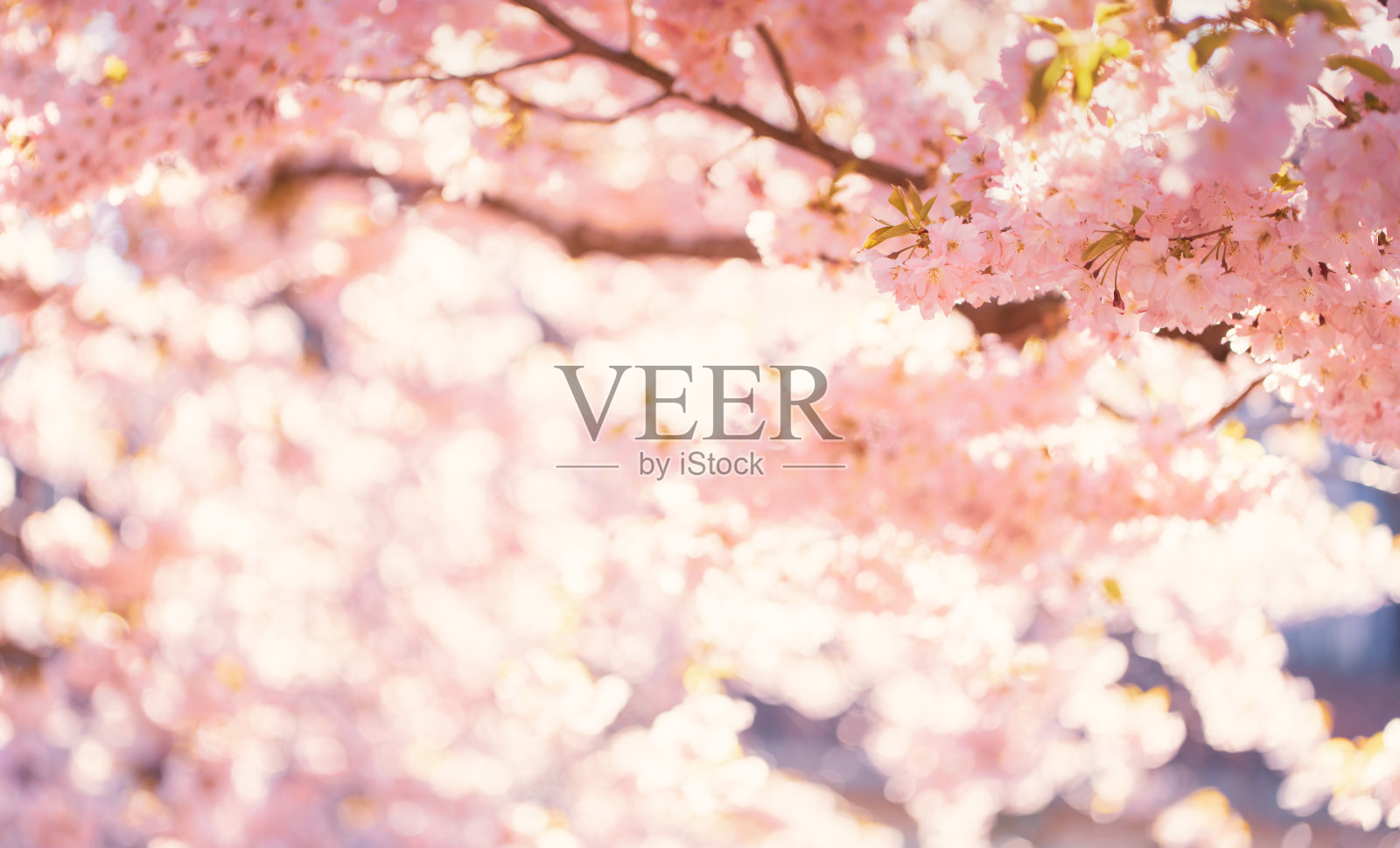 樱桃树照片摄影图片