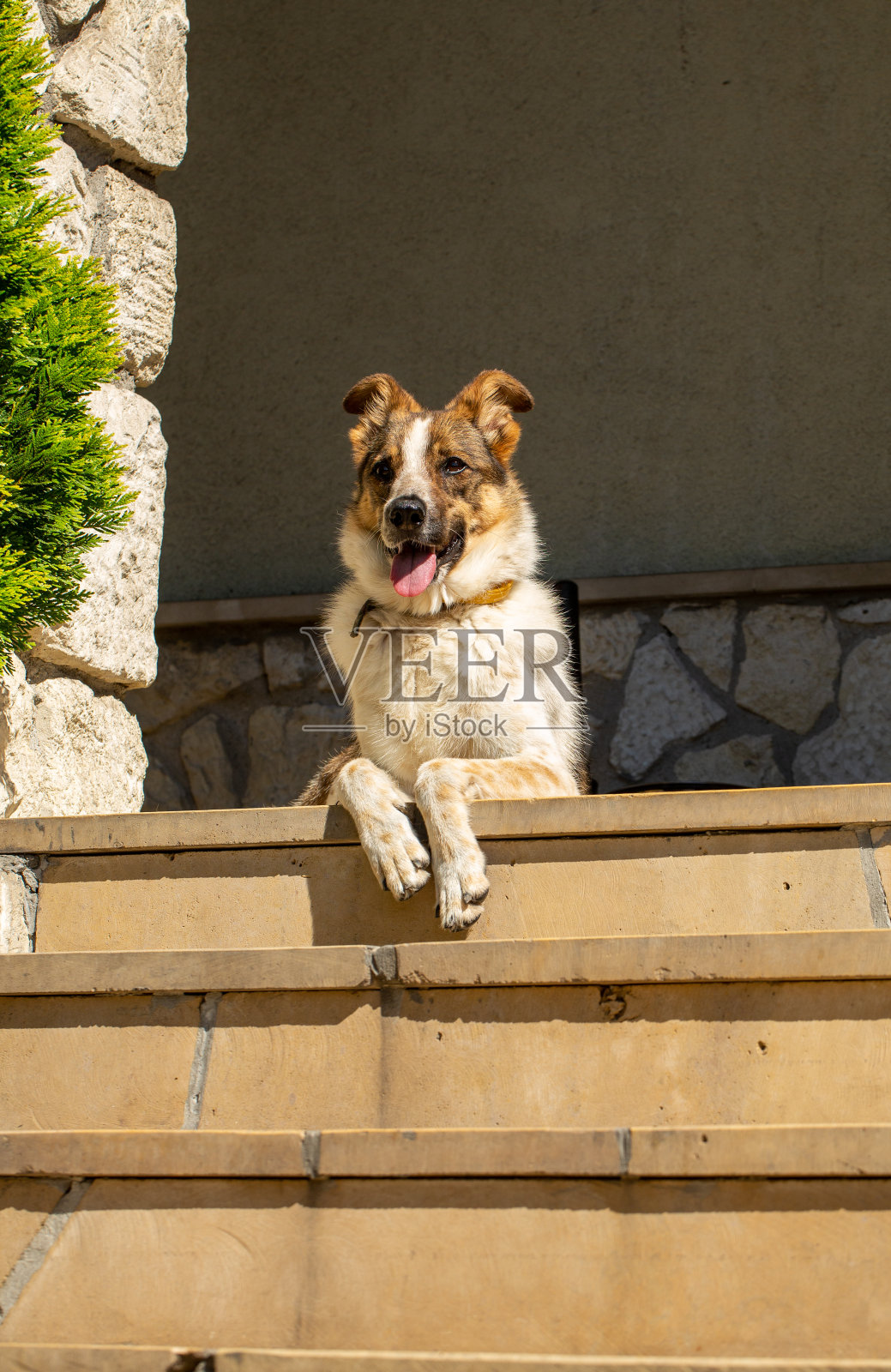 从动物收容所救出的无家可归的杂种狗照片摄影图片