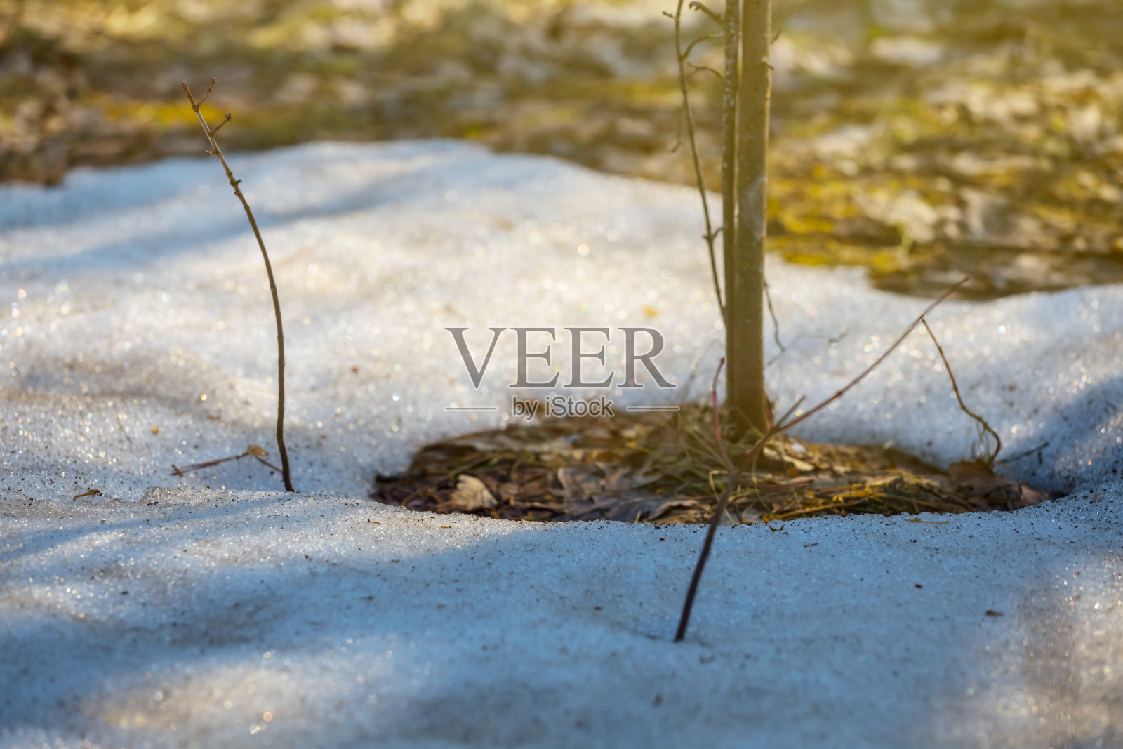 特写小树中间一堆融雪，初春的景象照片摄影图片